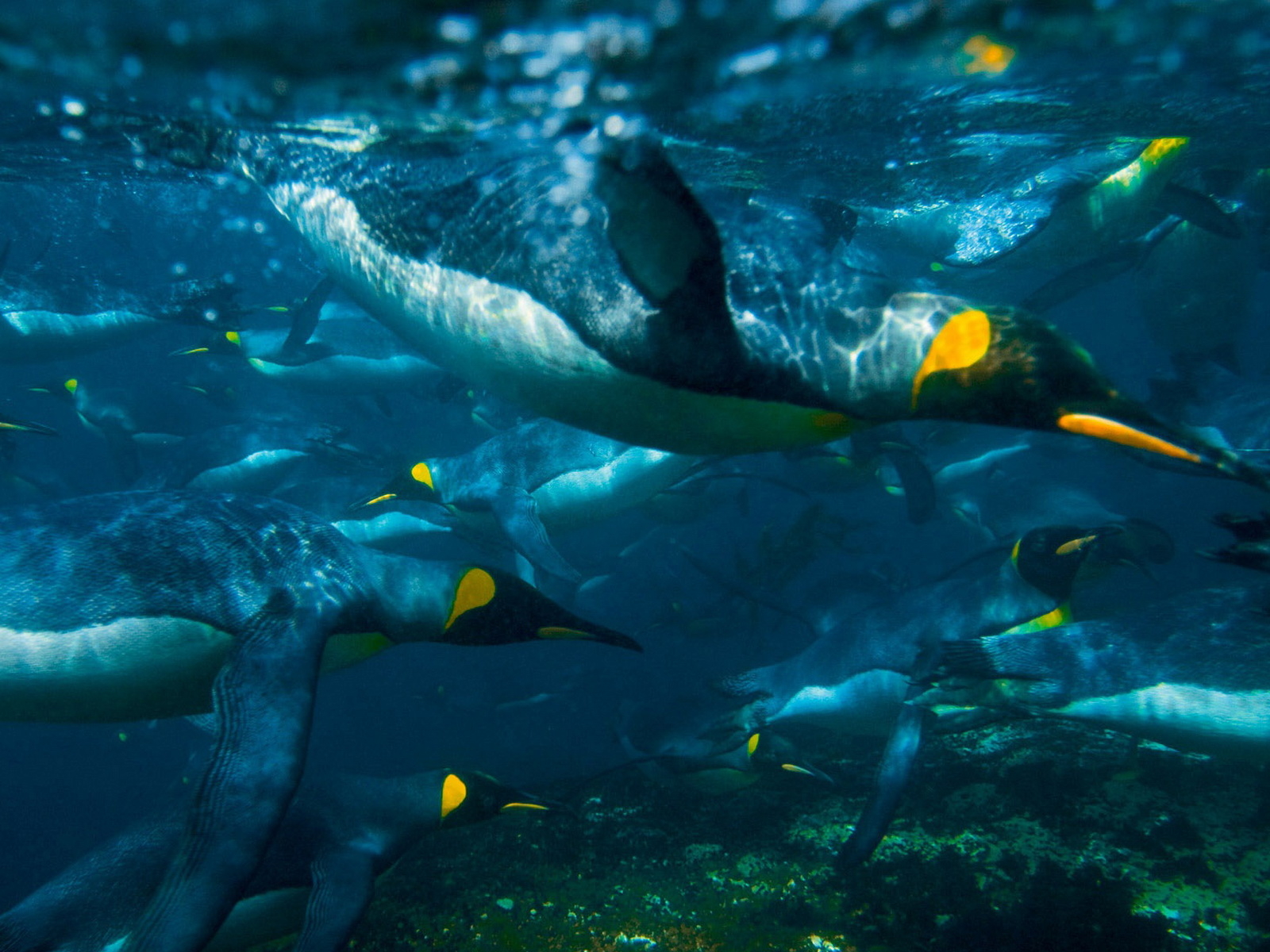 Плывущие пингвины