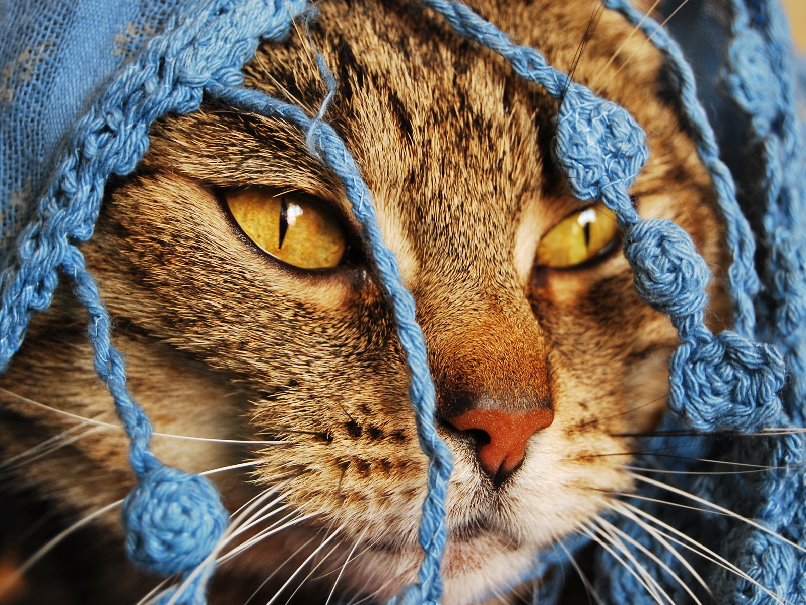 Кошка в кофточке