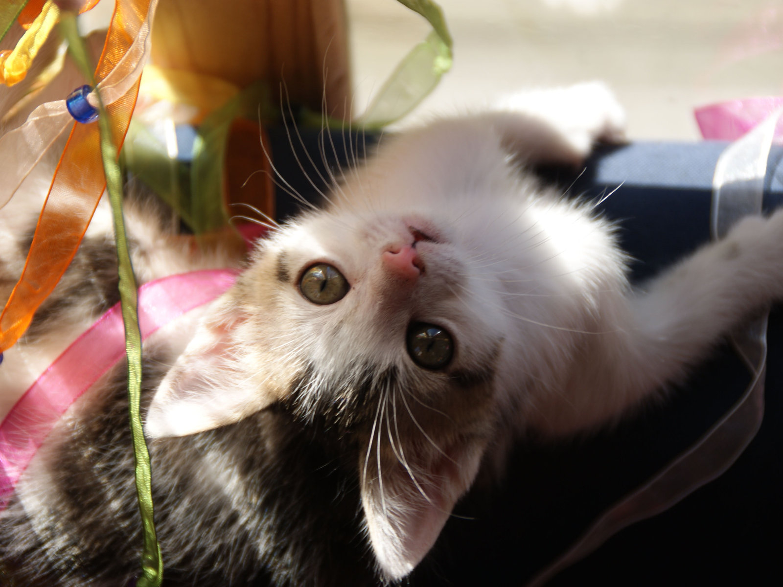 Маленькая киса