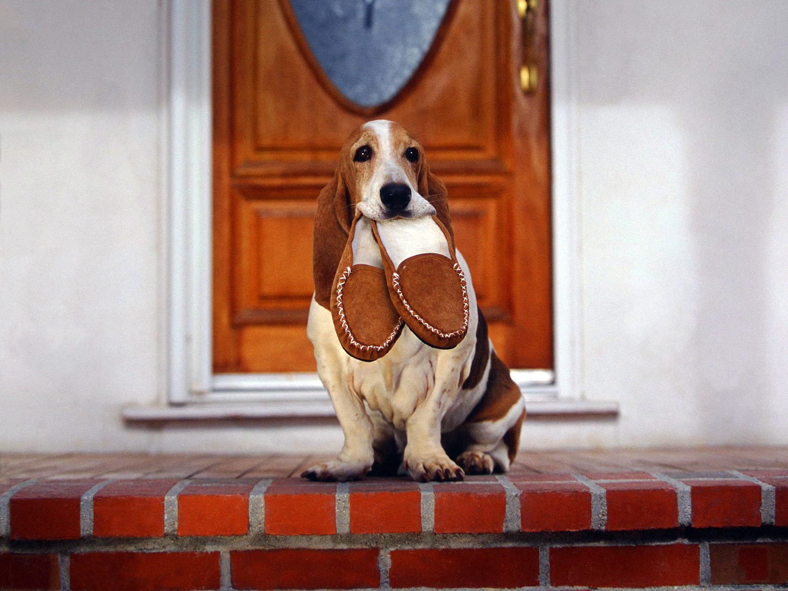 Basset Hound and slippers wallpapers