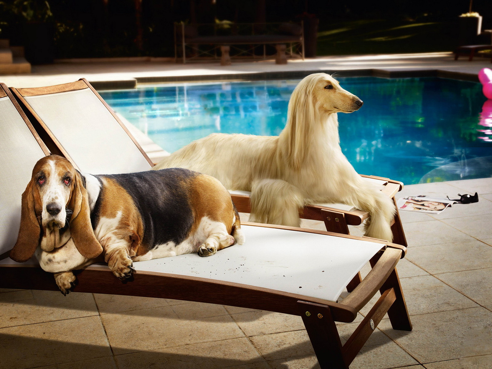 Парочка собак на лежаках