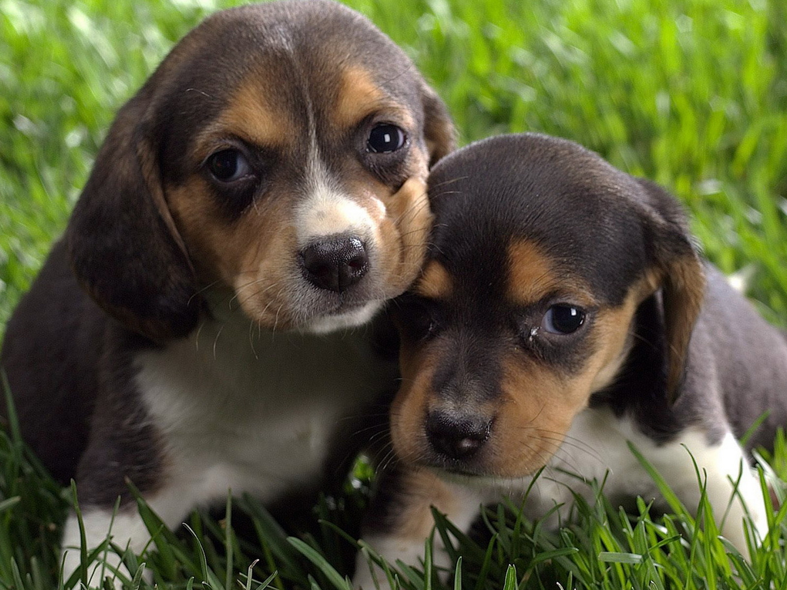 Маленькие бигли