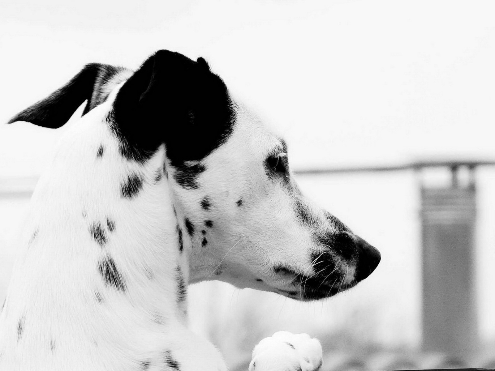 Пятнистый пес