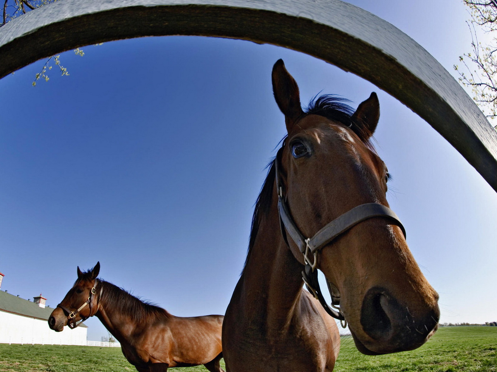 Лошадки на конюшне