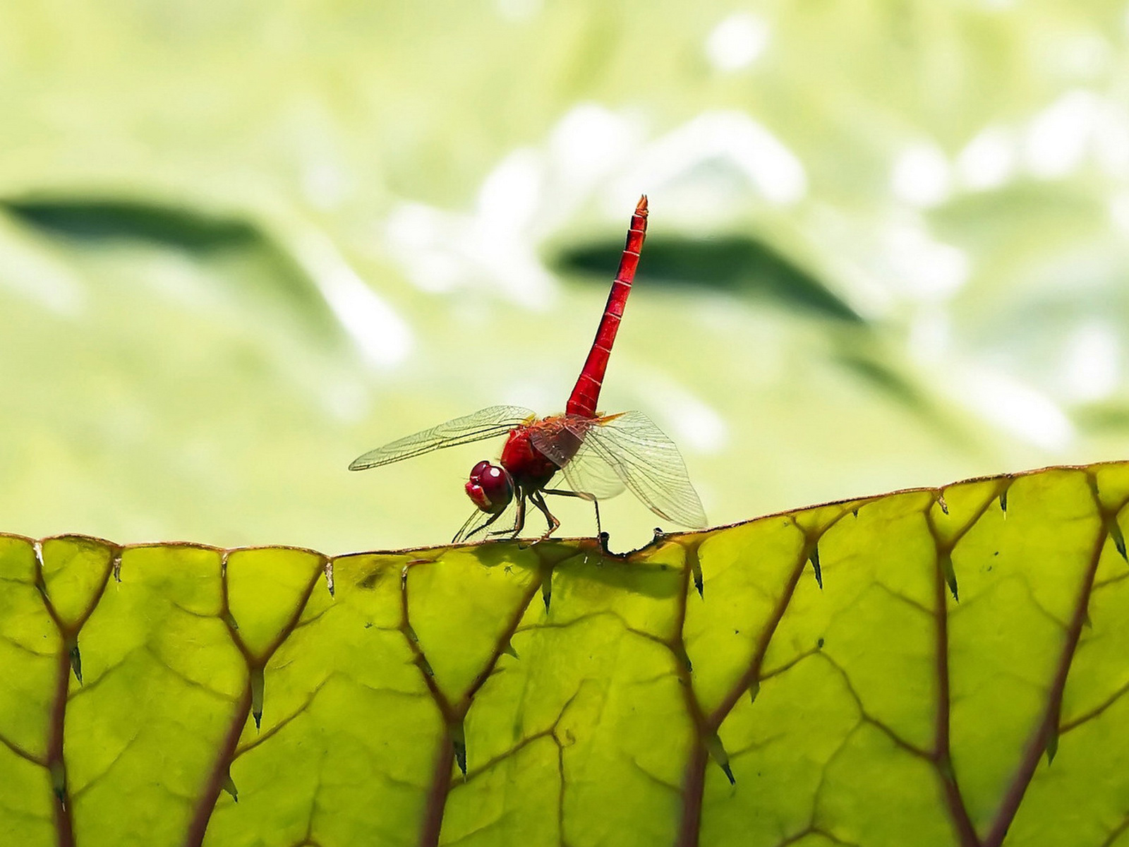 Стрекоза на листьях