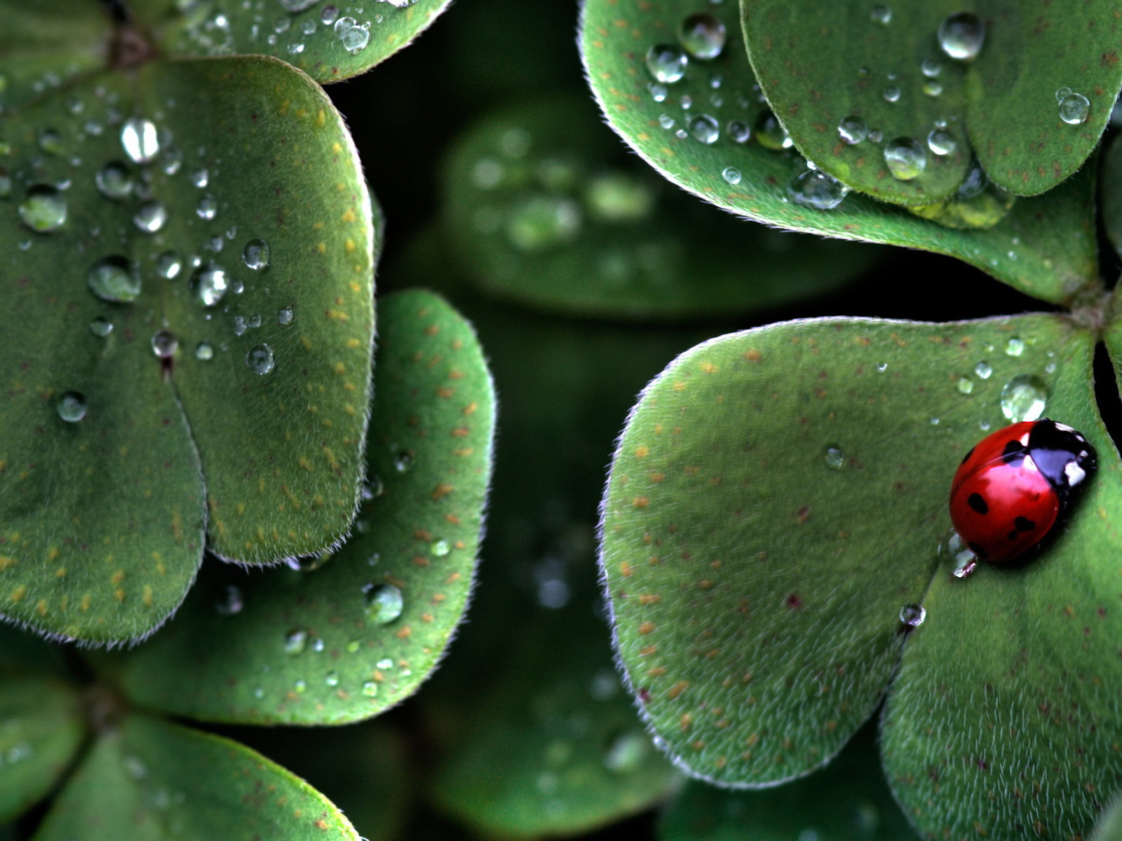 Божья коровка на листе