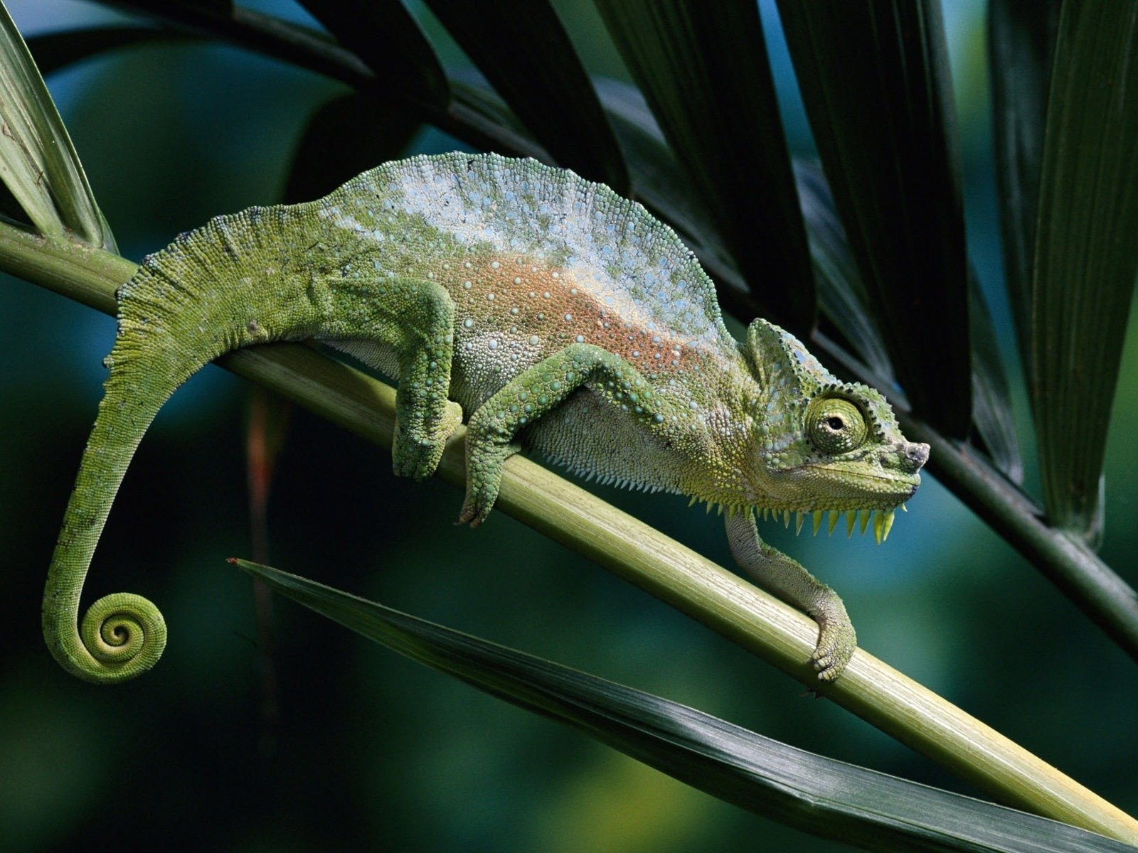 Хамелеон на ветке