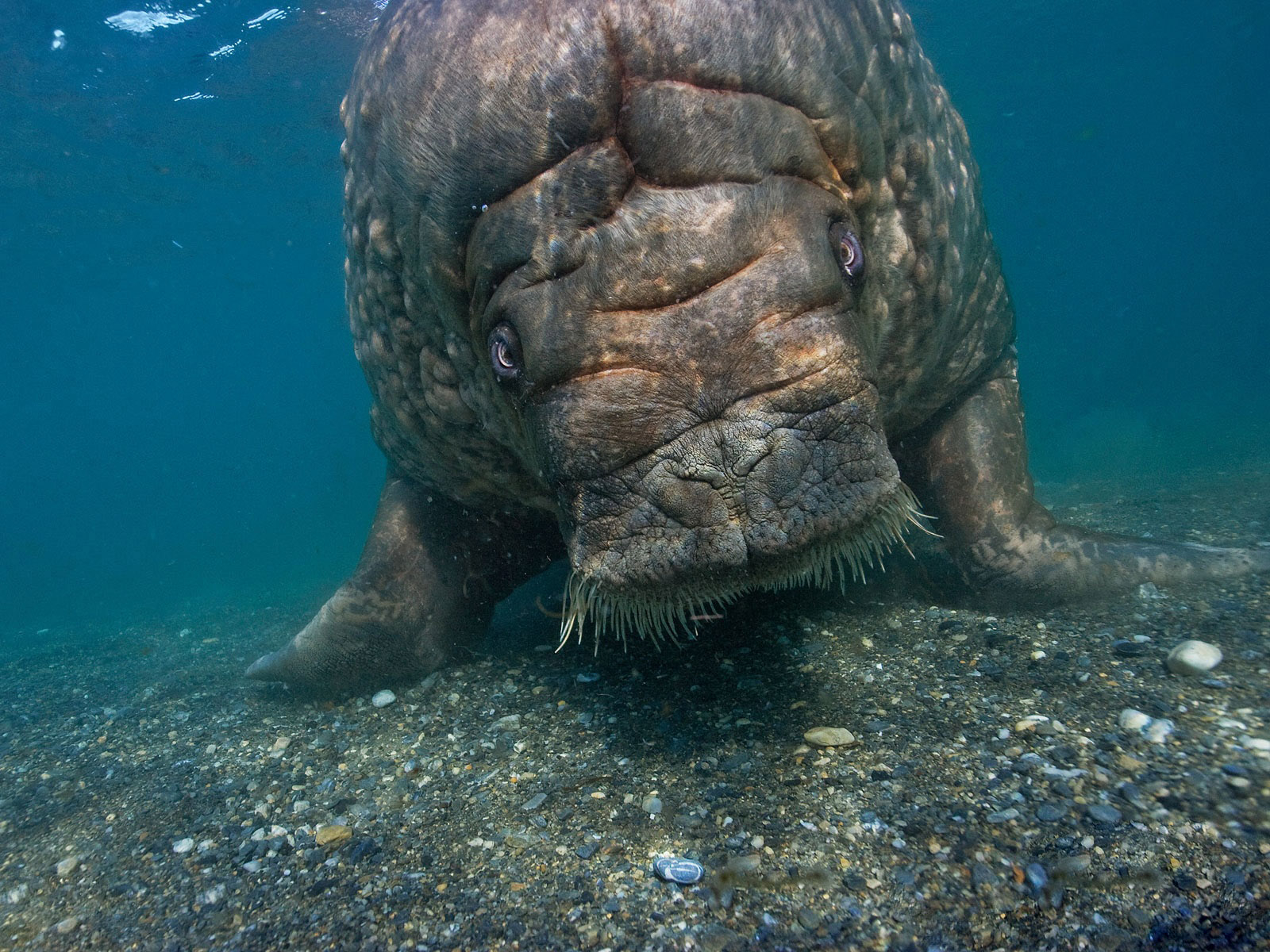 Морская корова