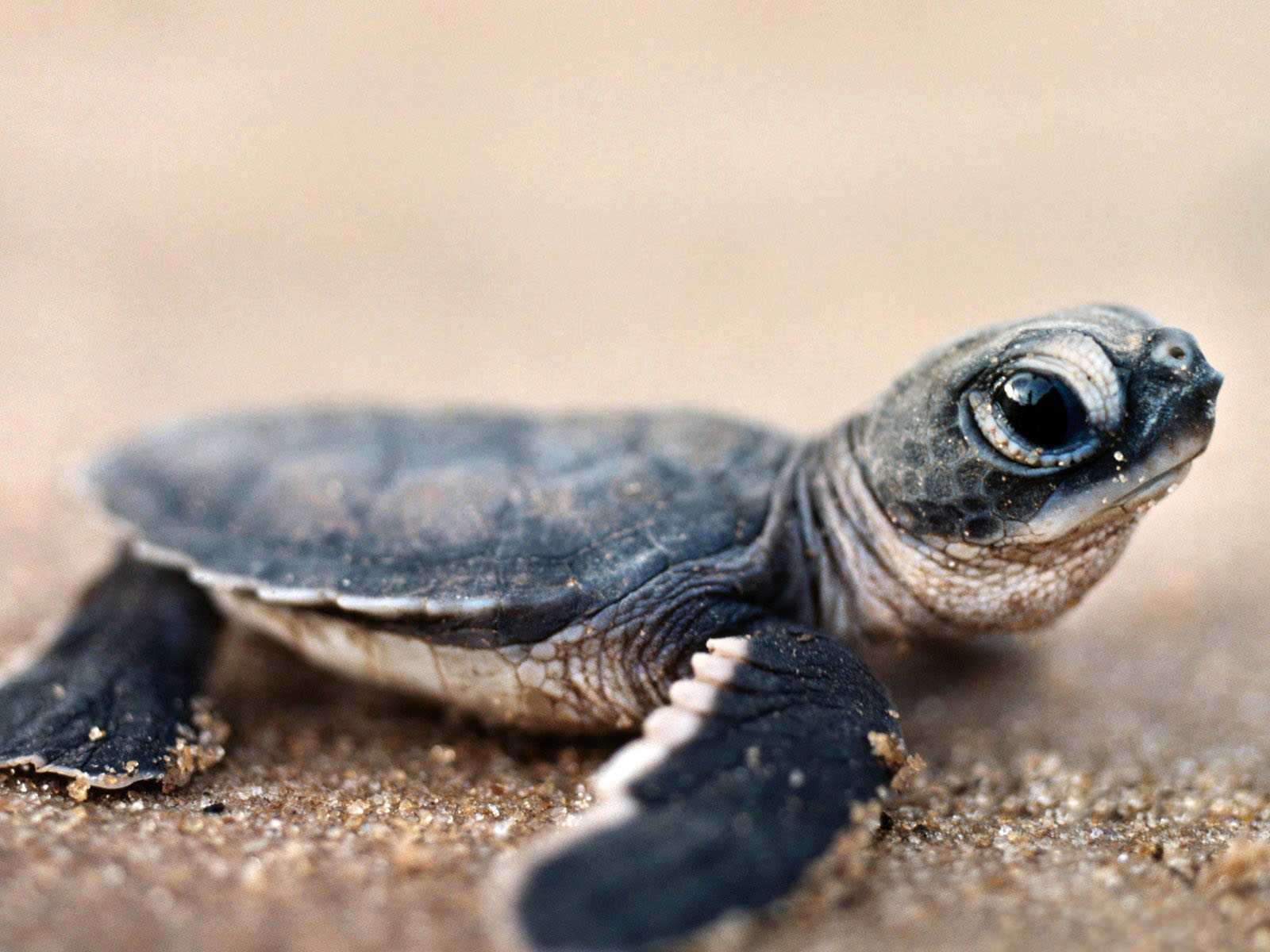 Черепашонок