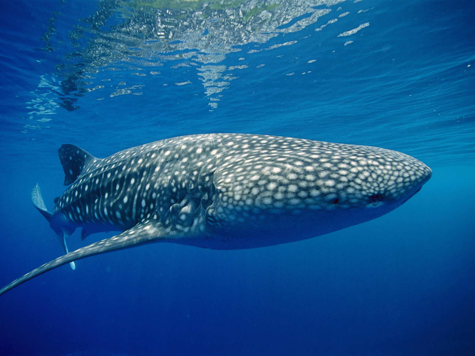 Тигровая акула