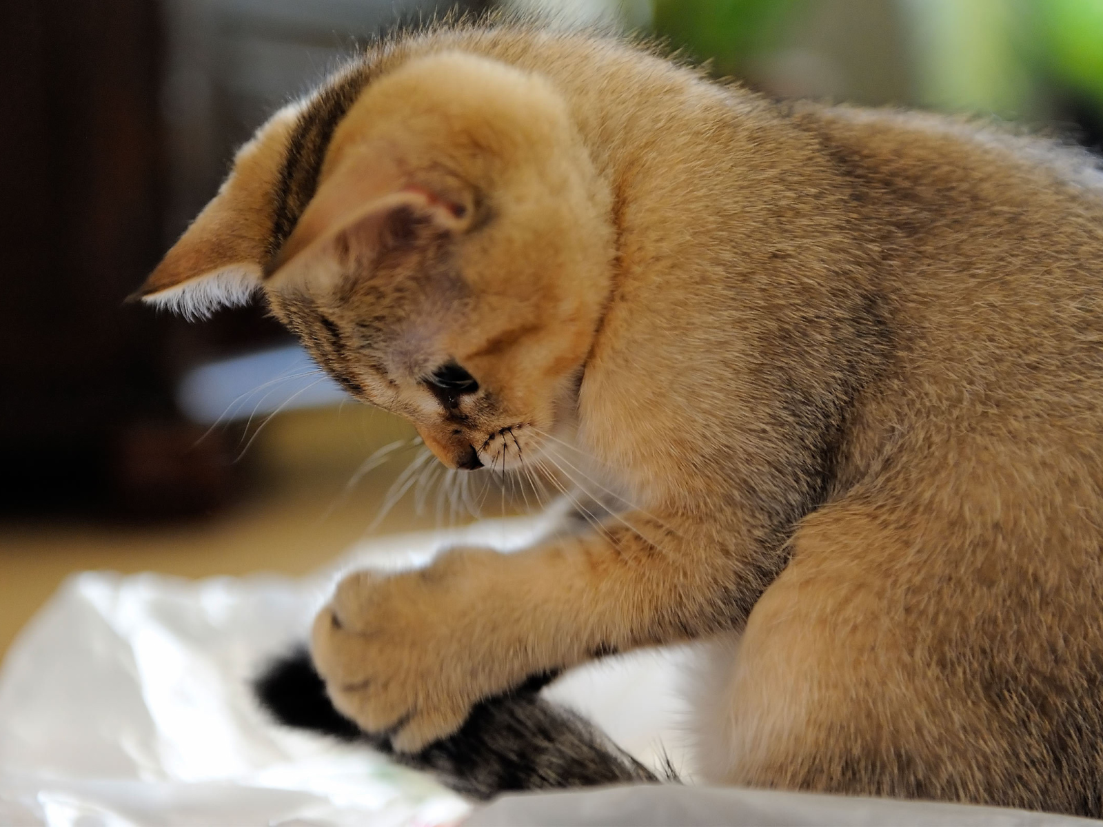 Домашний котенок