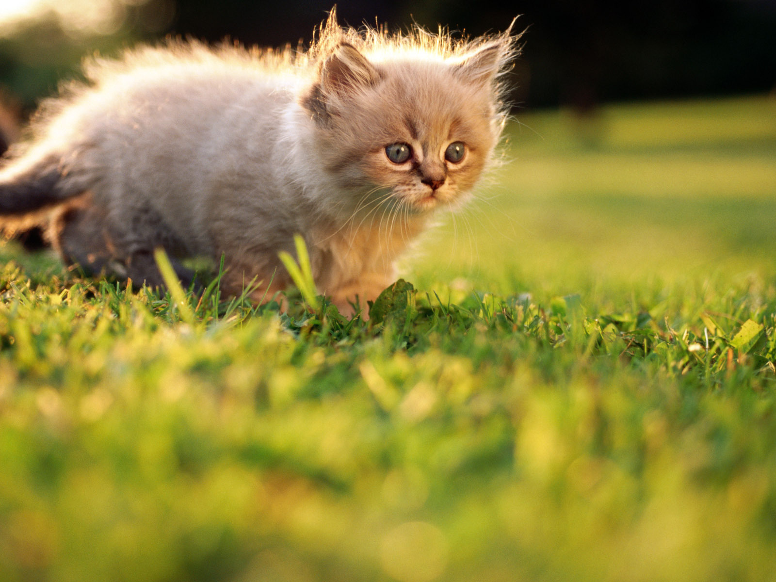 Маленький котенок