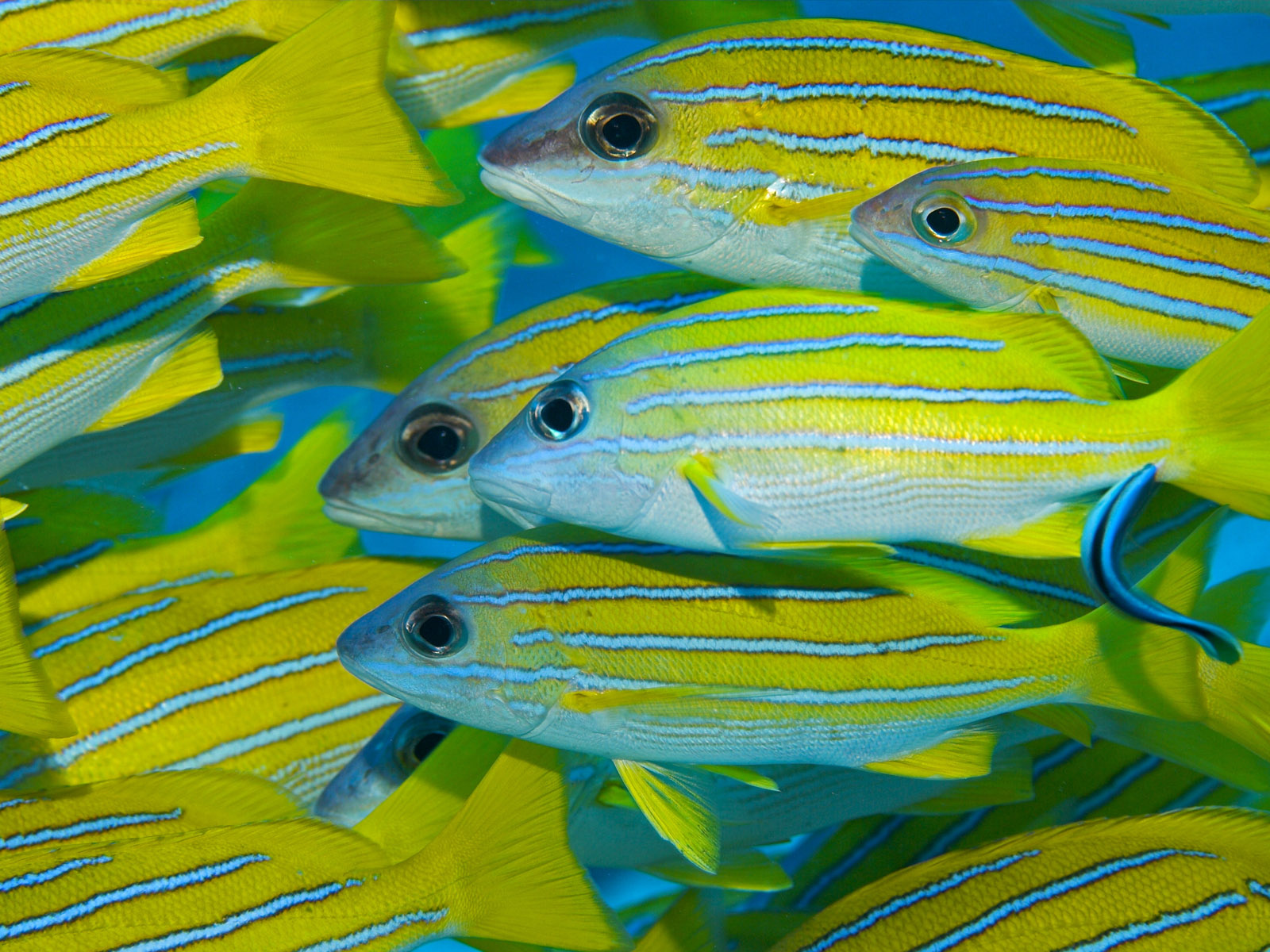 Коралловые рыбки