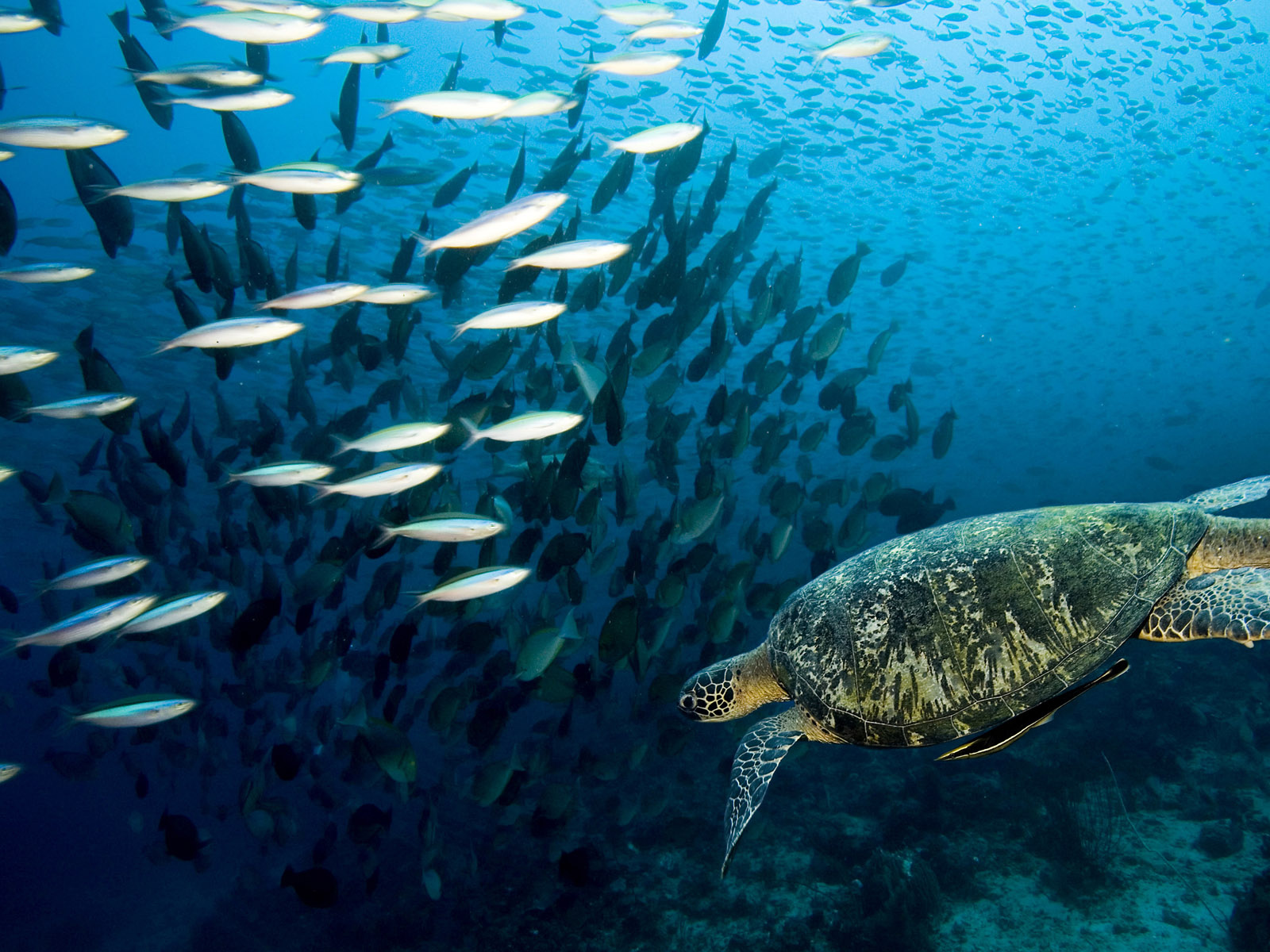 Морская черепаха