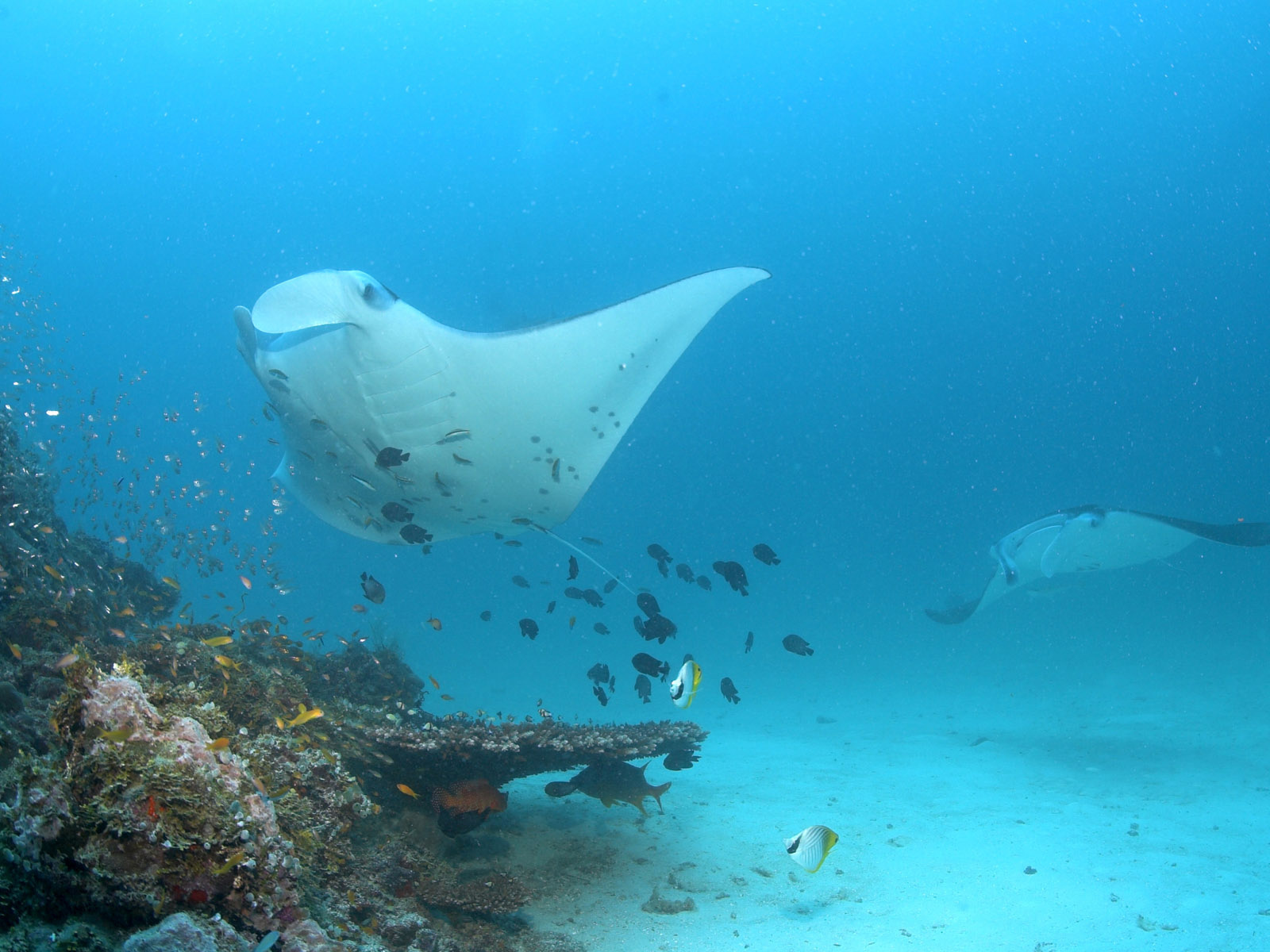 Красное море Скат
