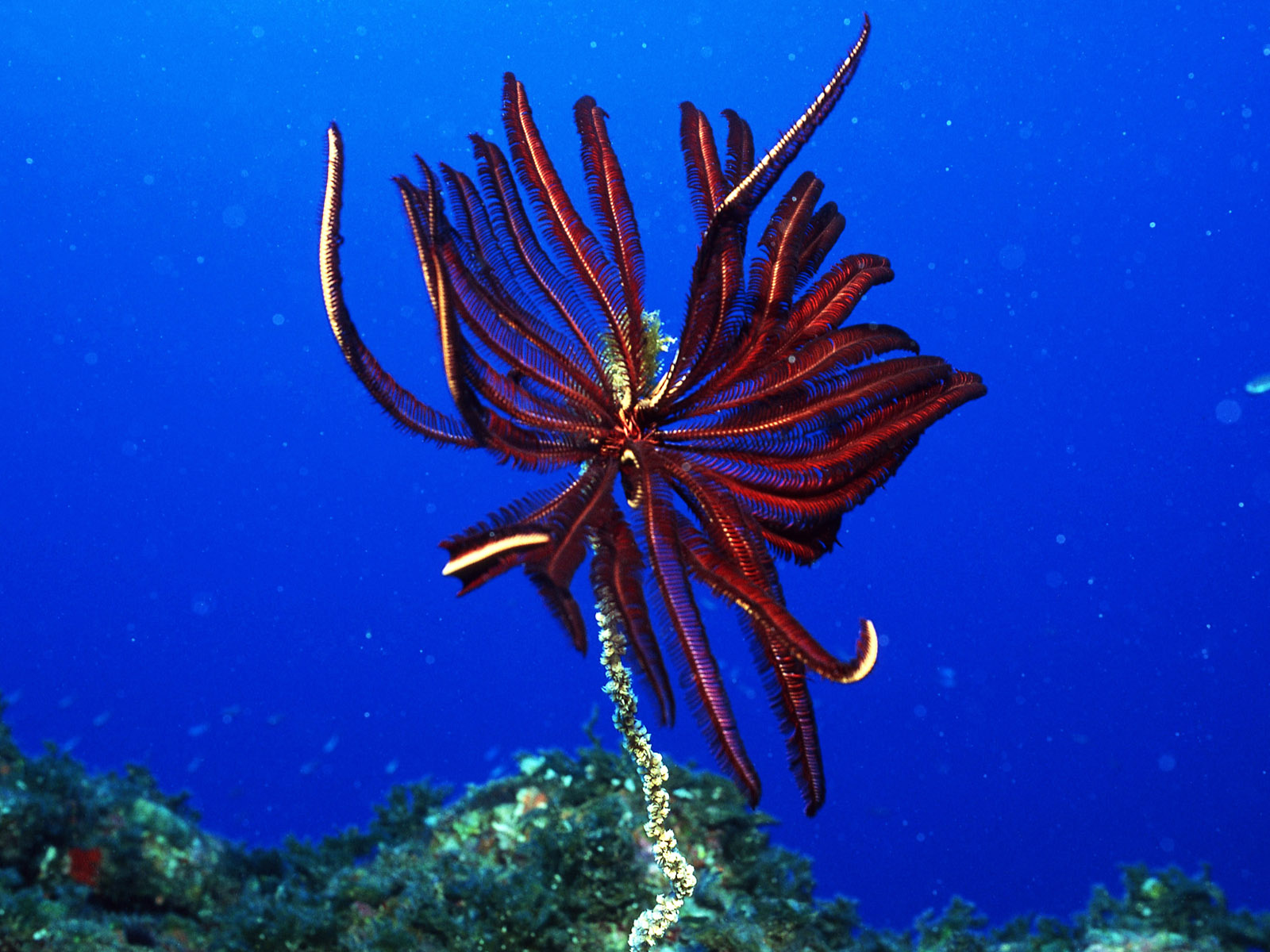 Подводный мир Красного моря