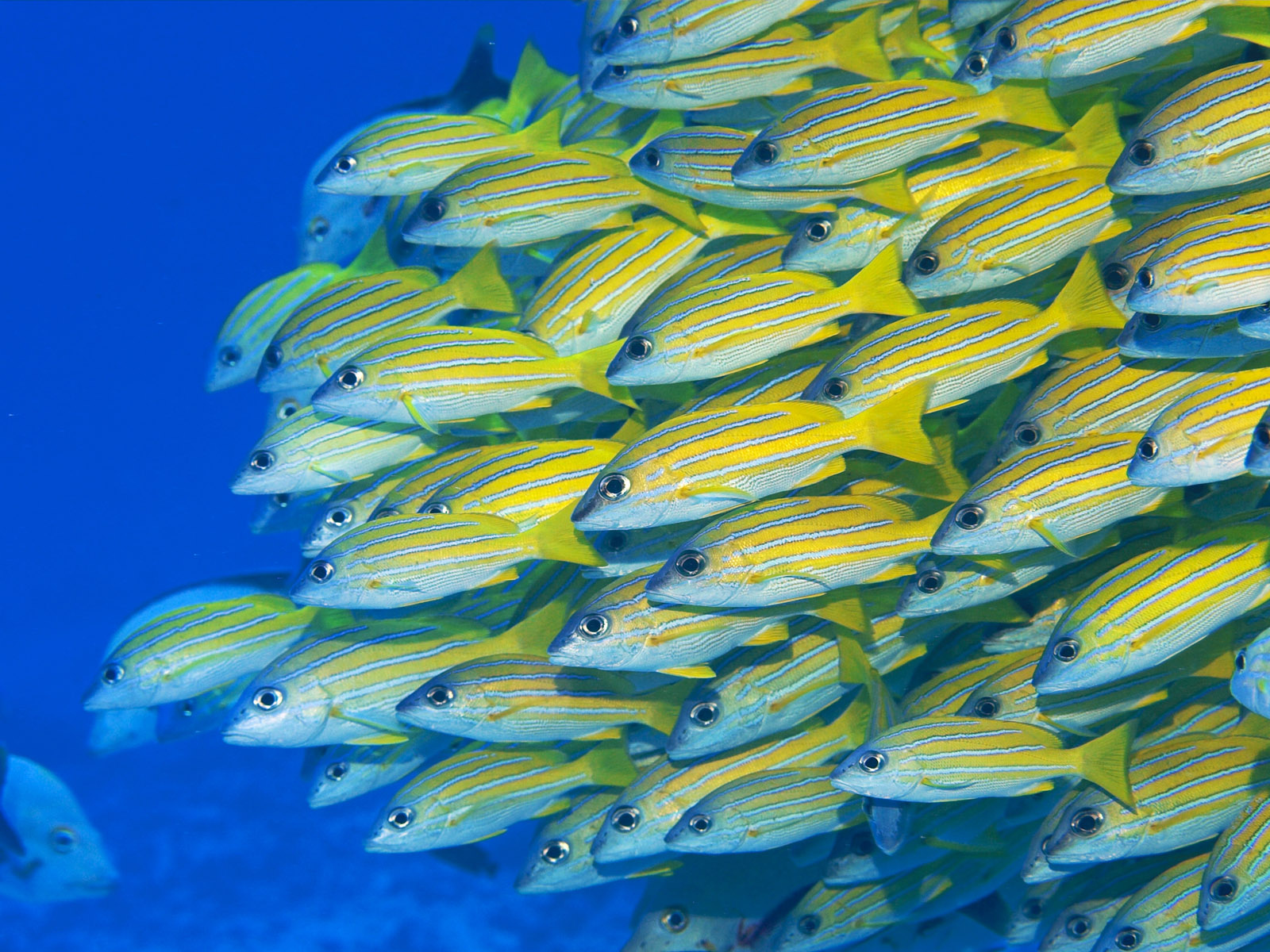 Желтые рыбки