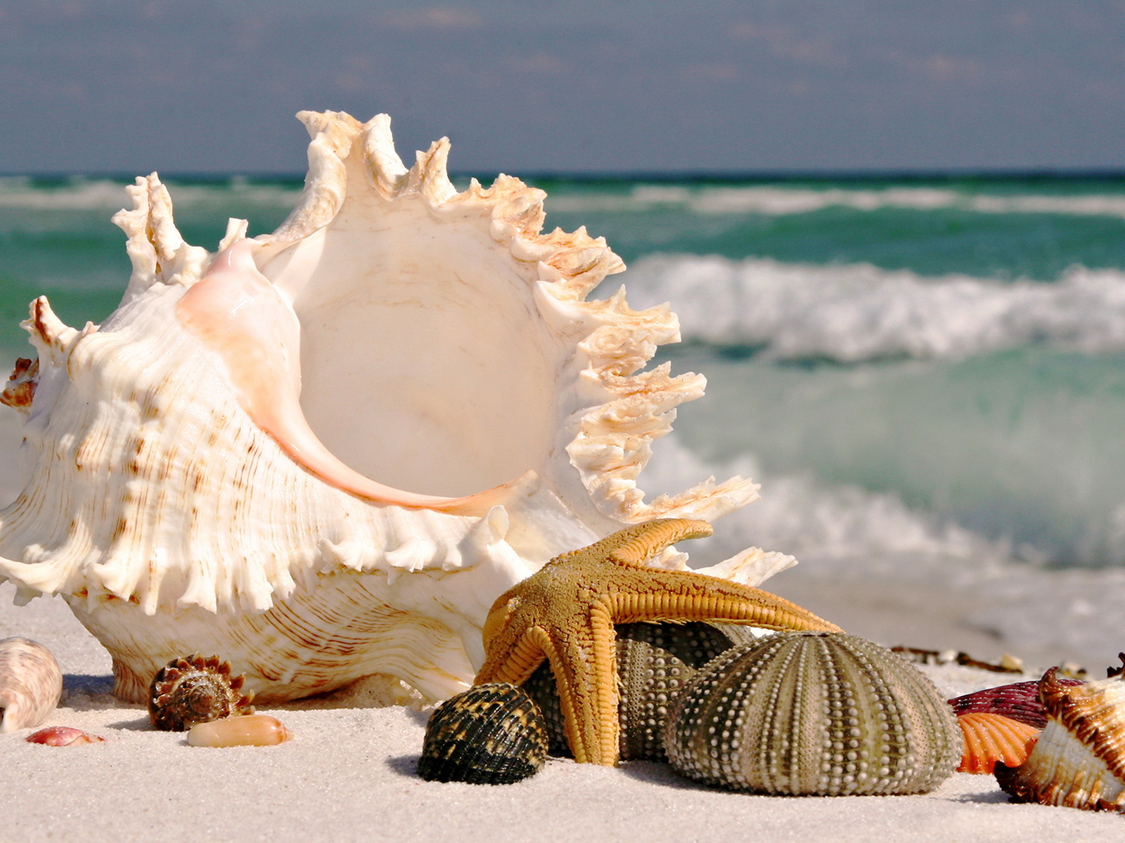 Морские ракушки