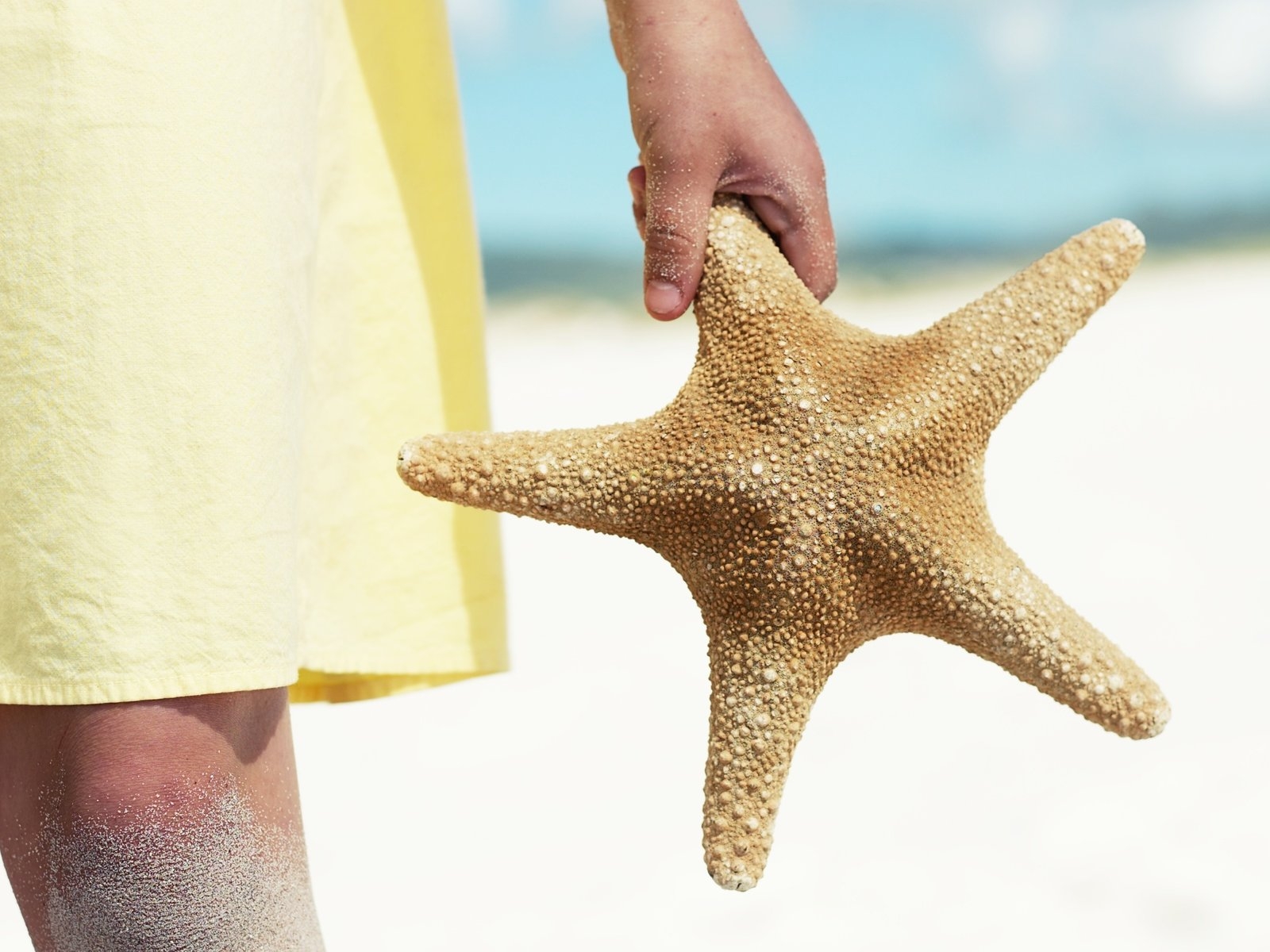Морская звезда в руке