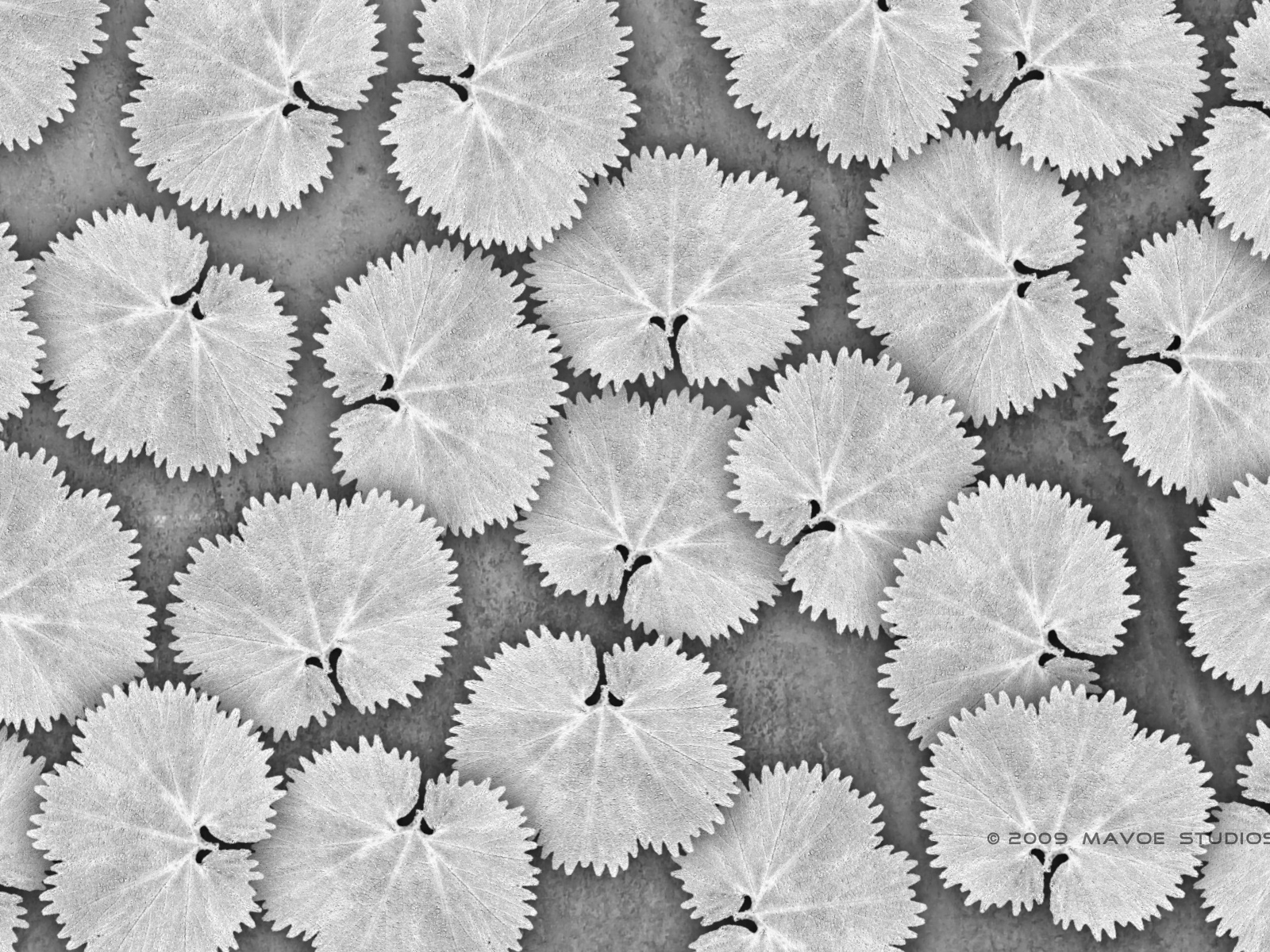 Белые листья