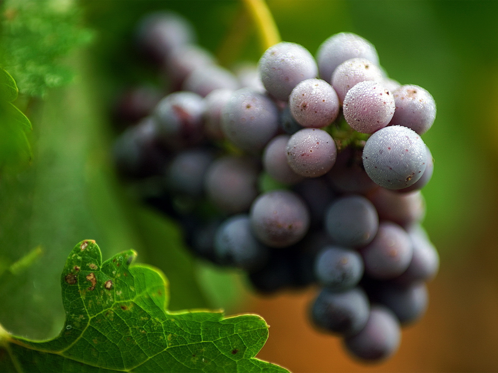 Виноградная лоза