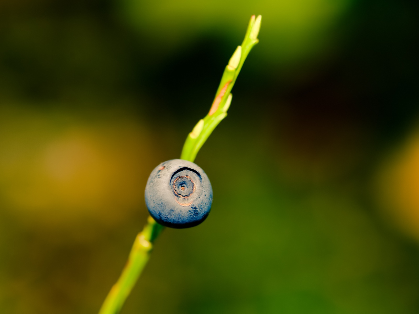 Ягода черника