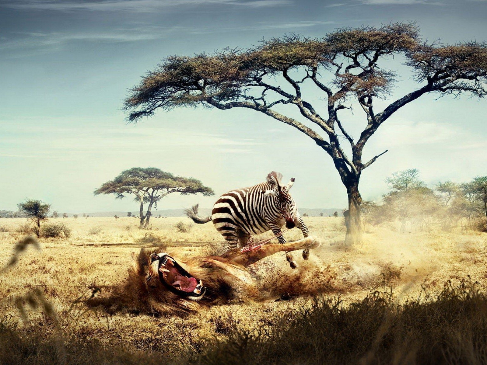 Зебра напала на льва