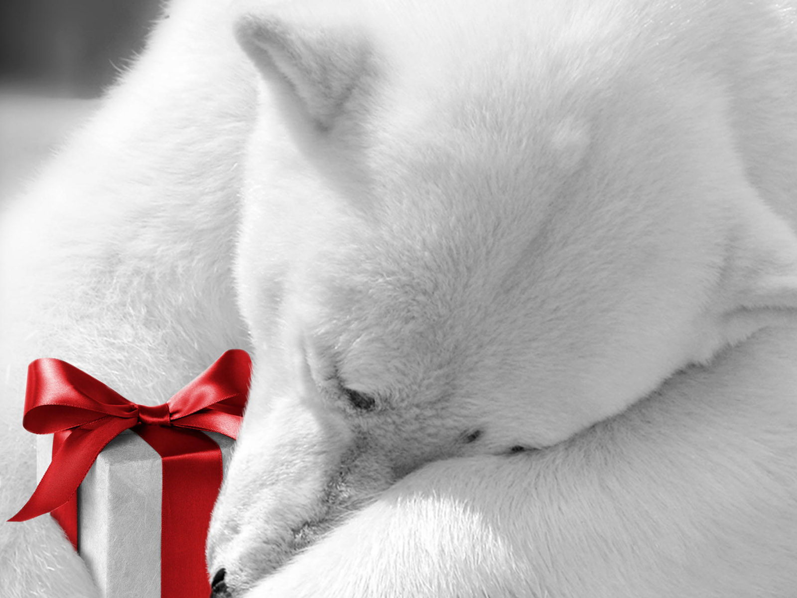 Белый медведь с подарком