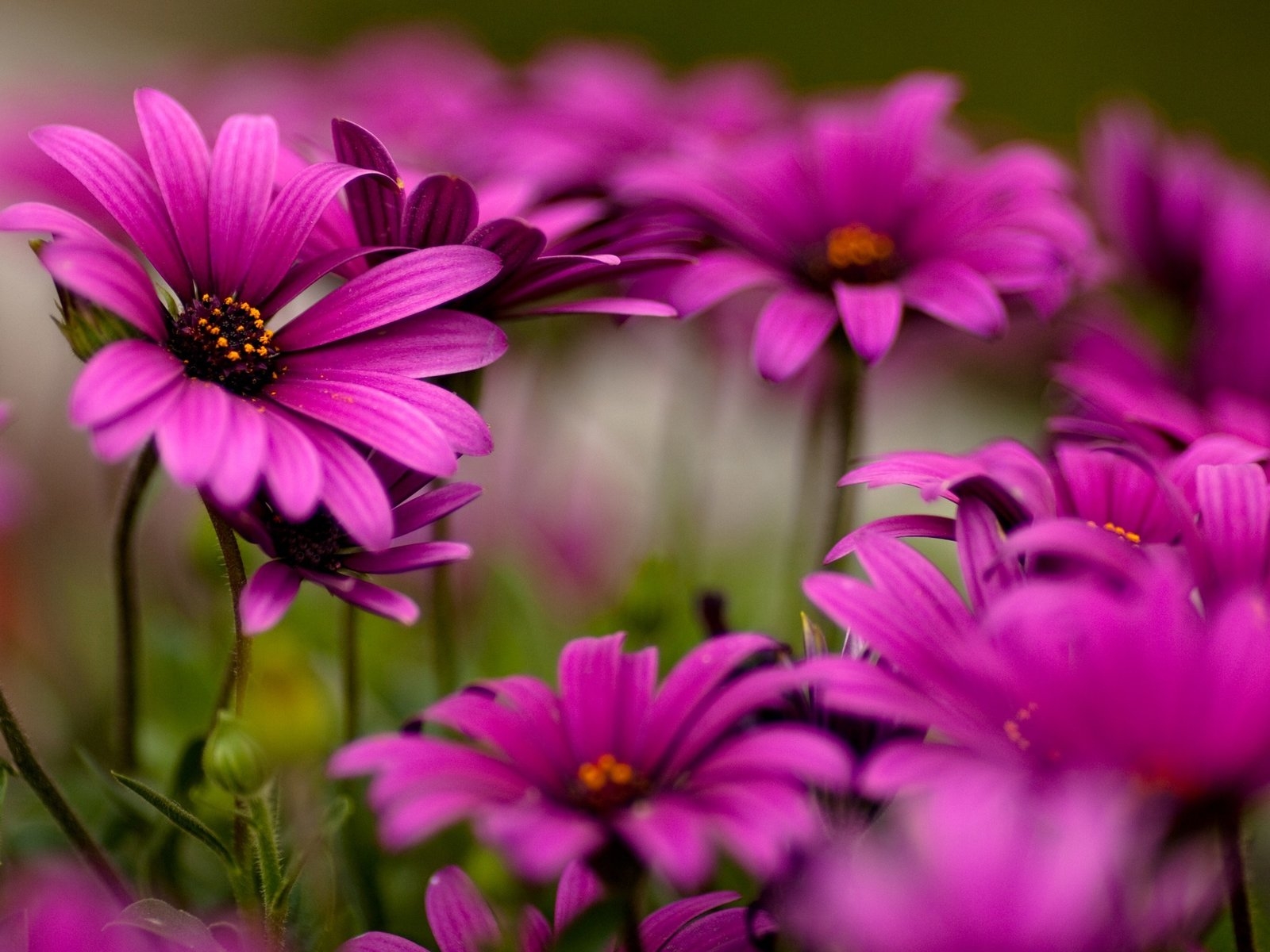 Яркие цветы