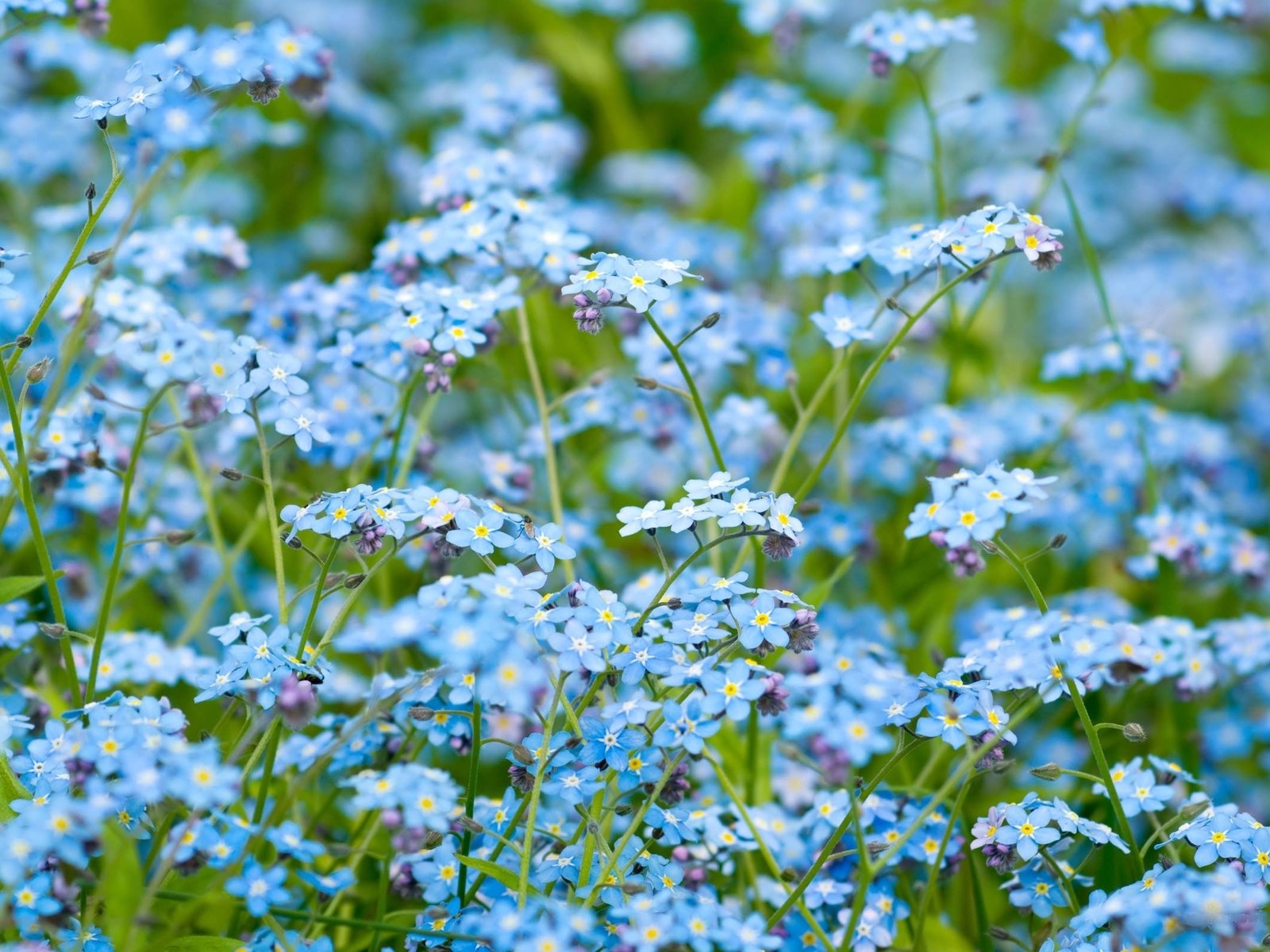 Цветочное поле