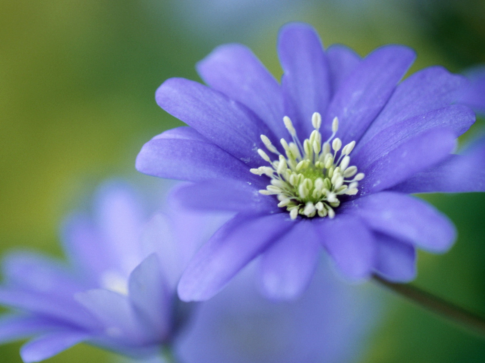 Печёночница