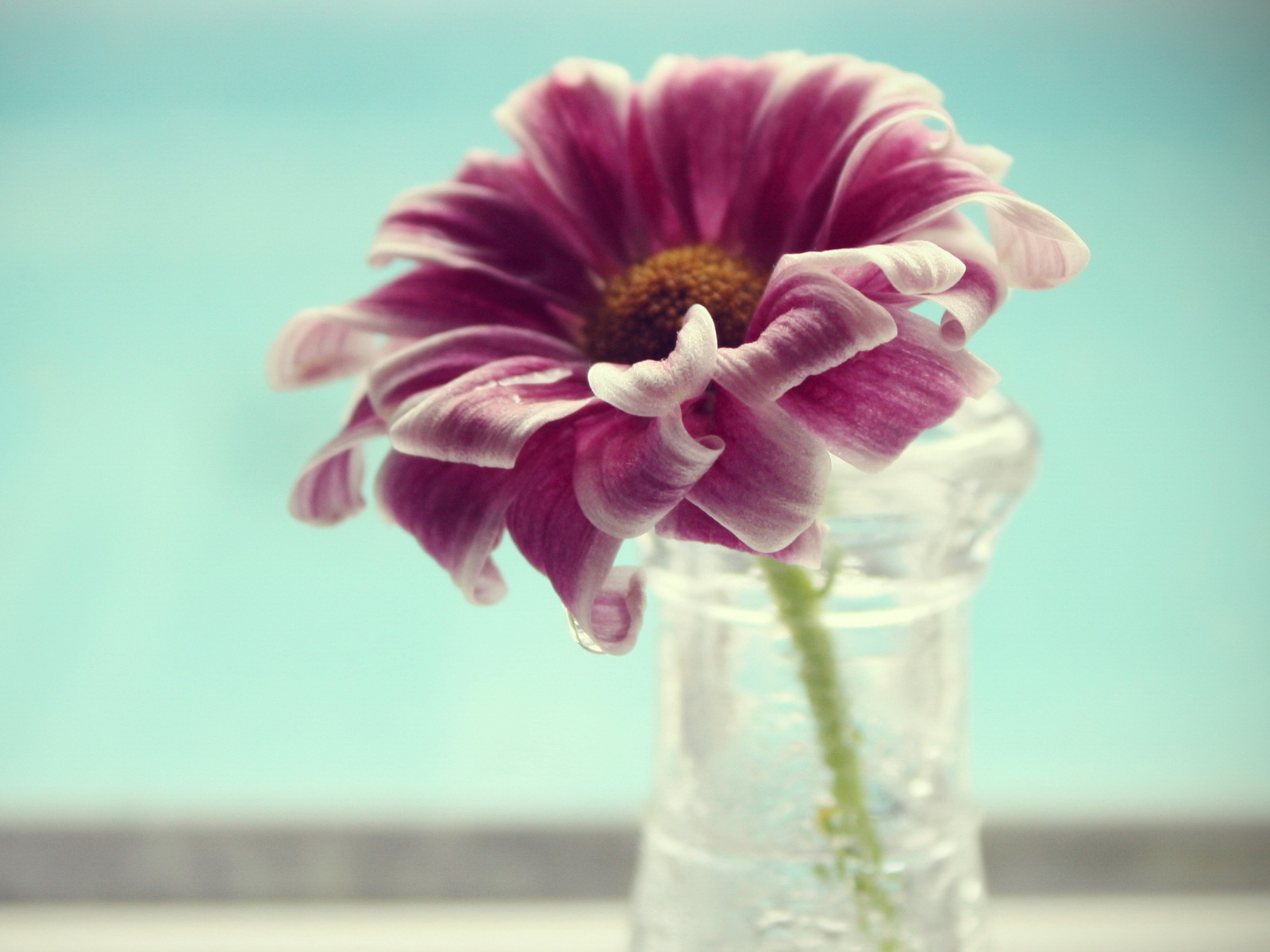 Одинокий цветок