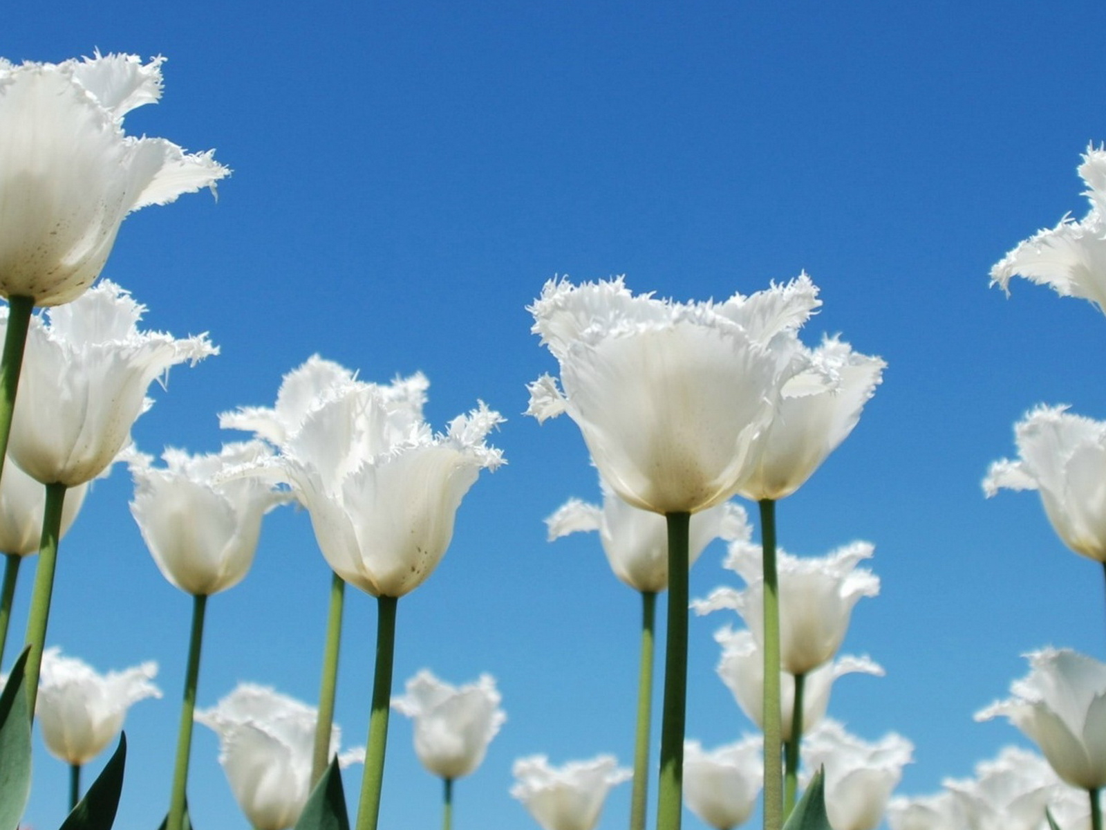 Тюльпаны-облака