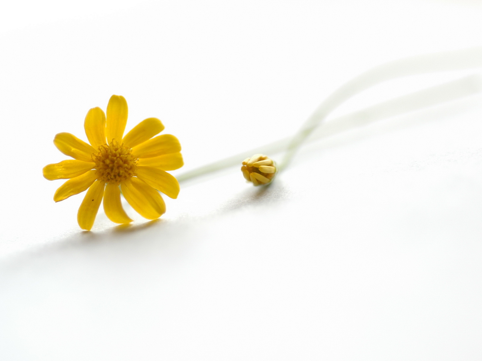 Желтый цветок