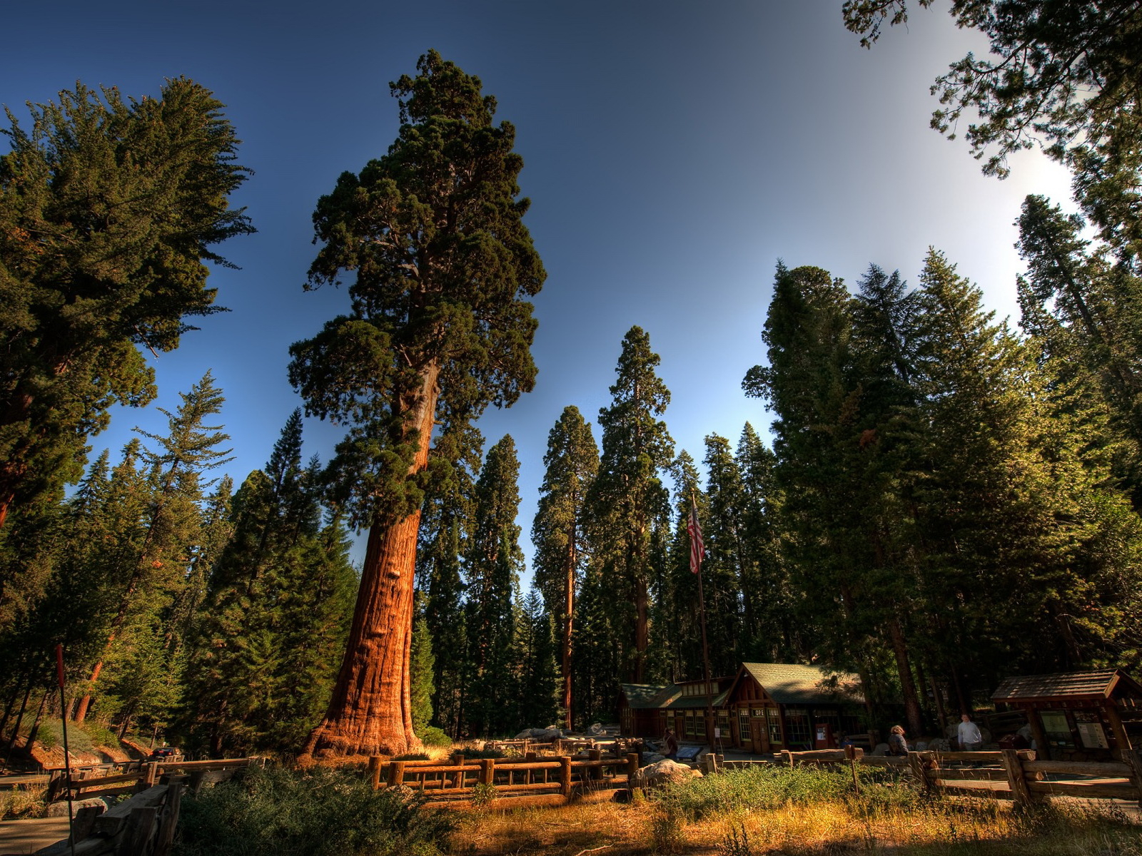 Среди вековых деревьев