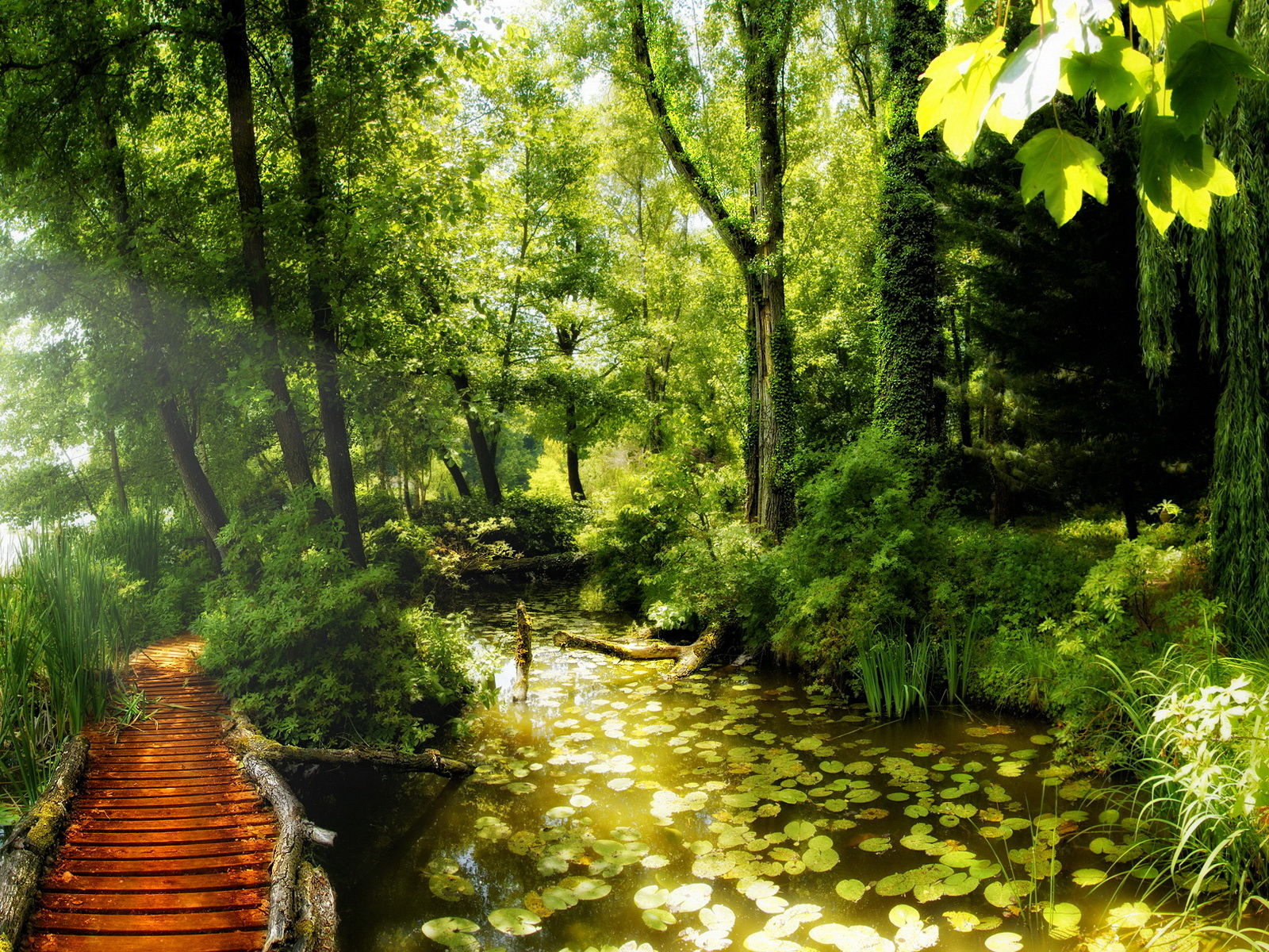 Красота леса