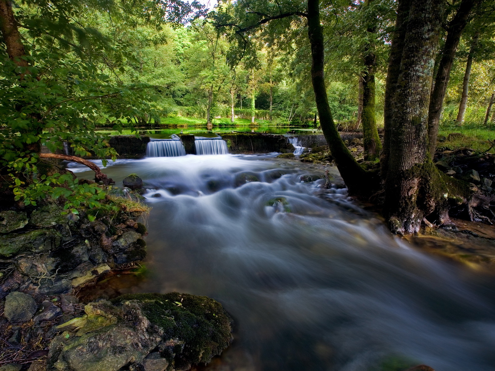 Ручей в лесной чаще