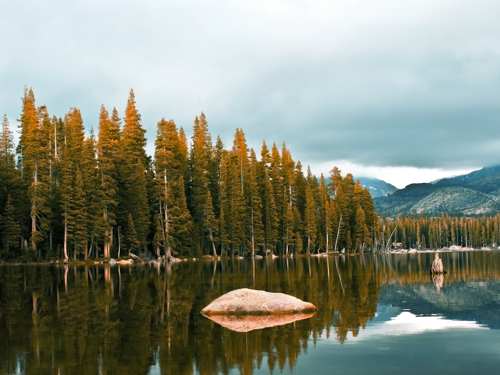 Лес около озеро