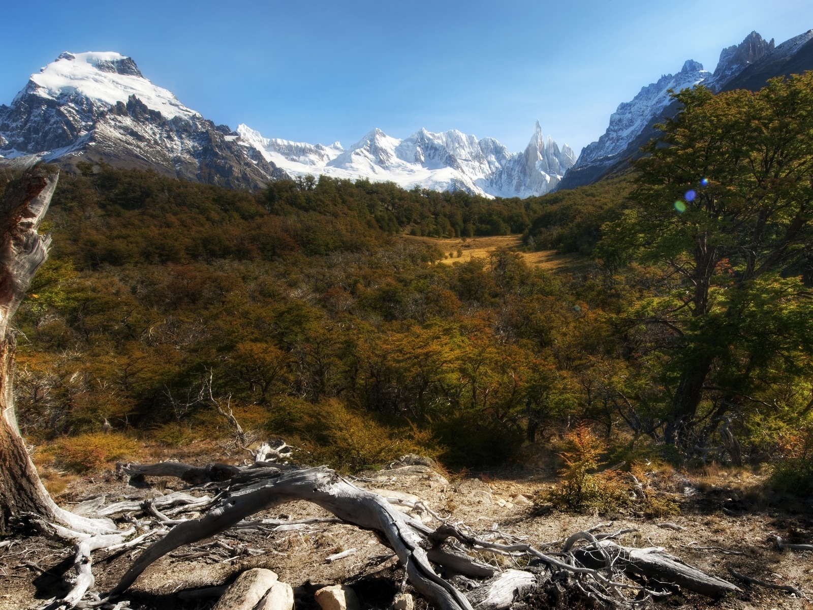 Лес и снежные вершины