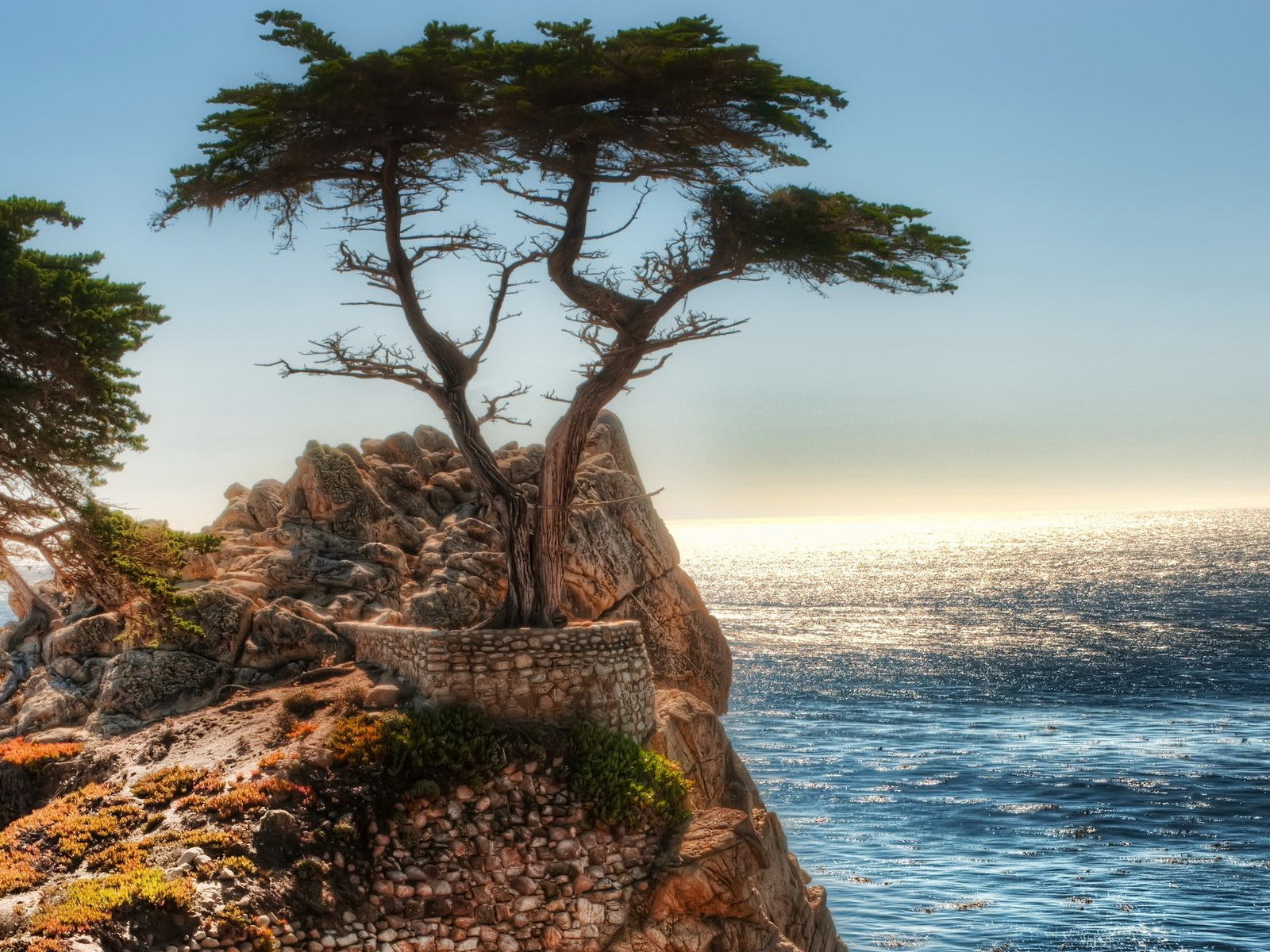 Дерево на краю скалы