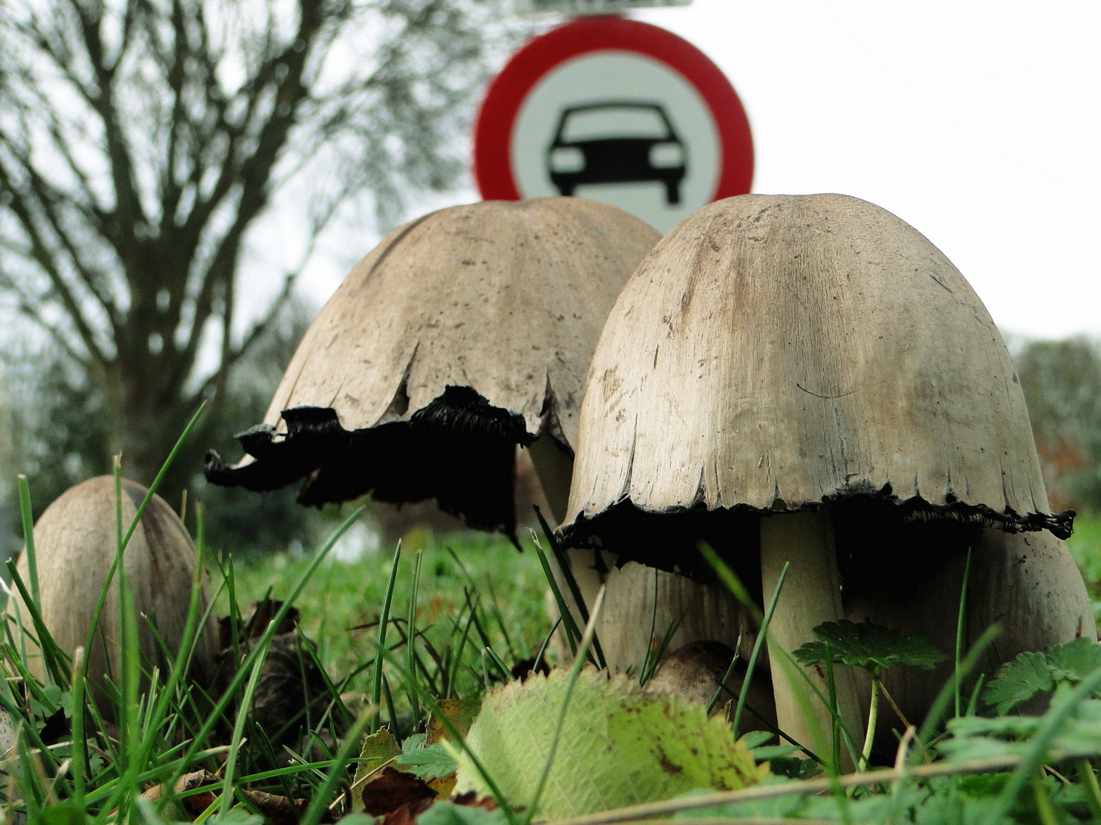 Придорожные поганки