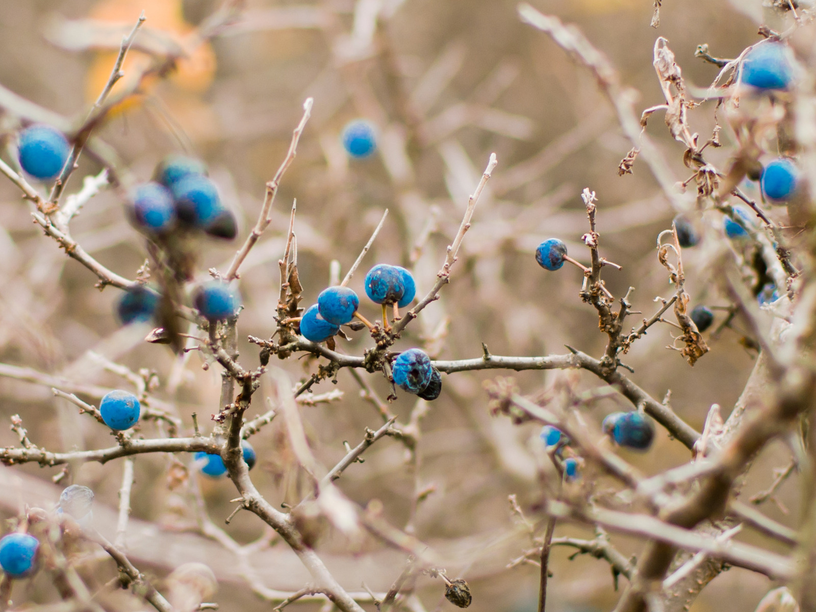 Кусты черники
