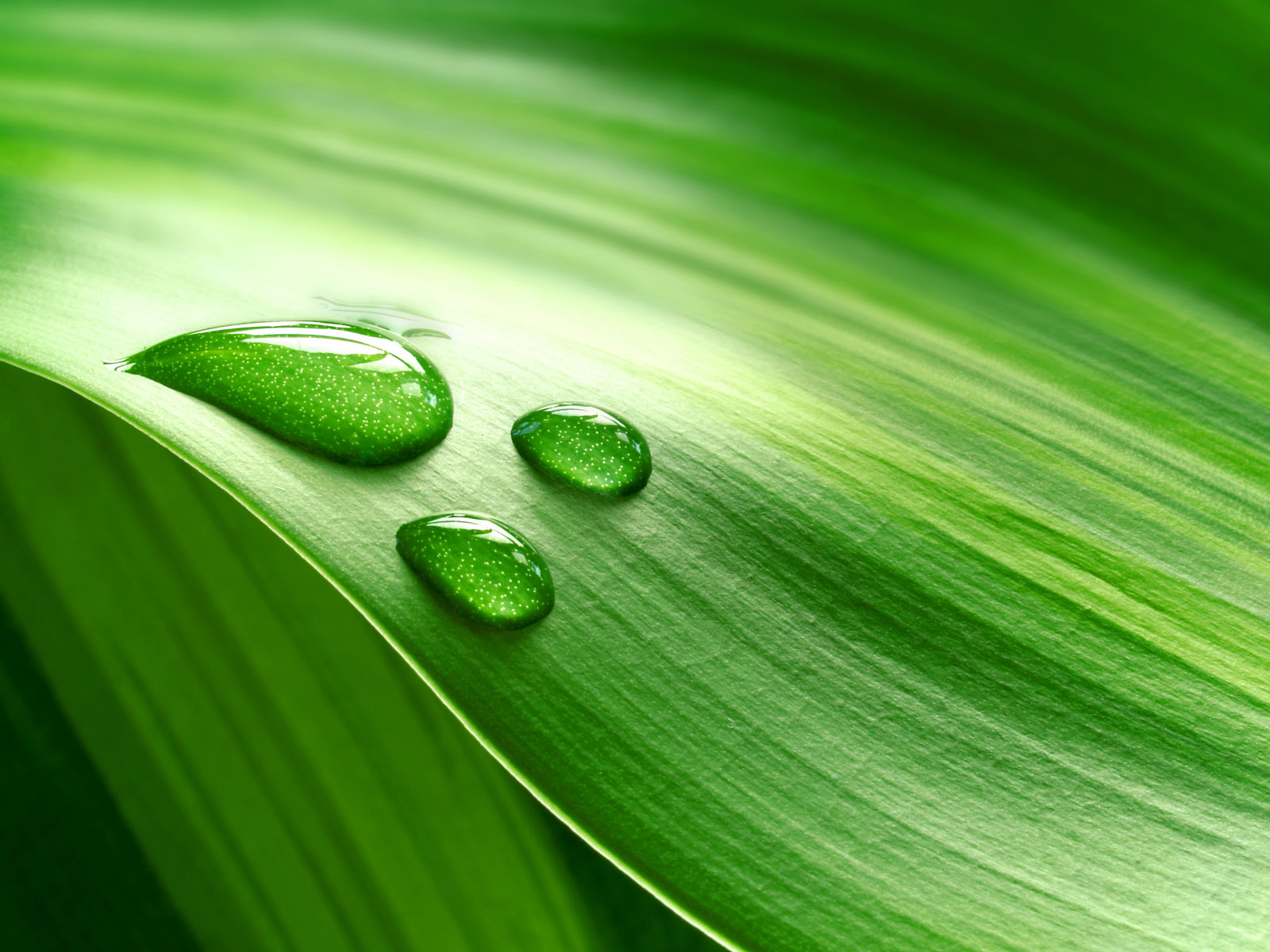 Роса на траве