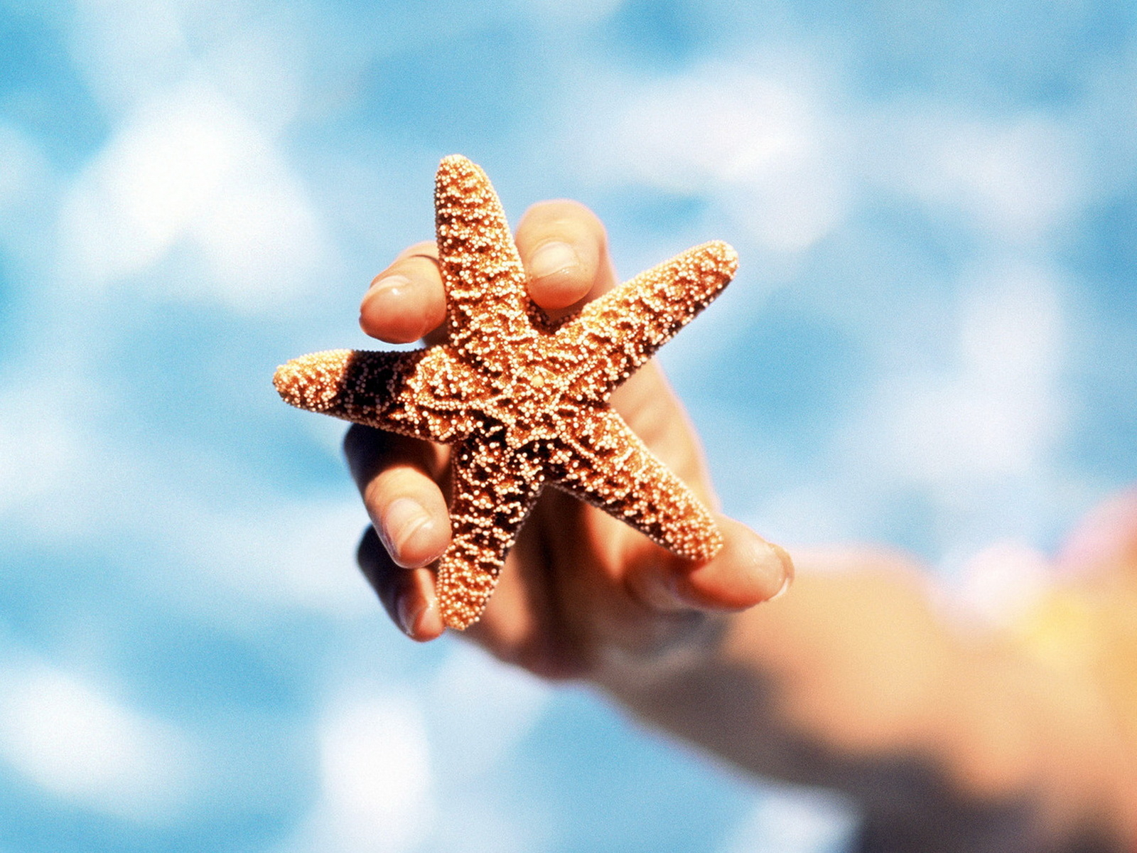 Морская звезда