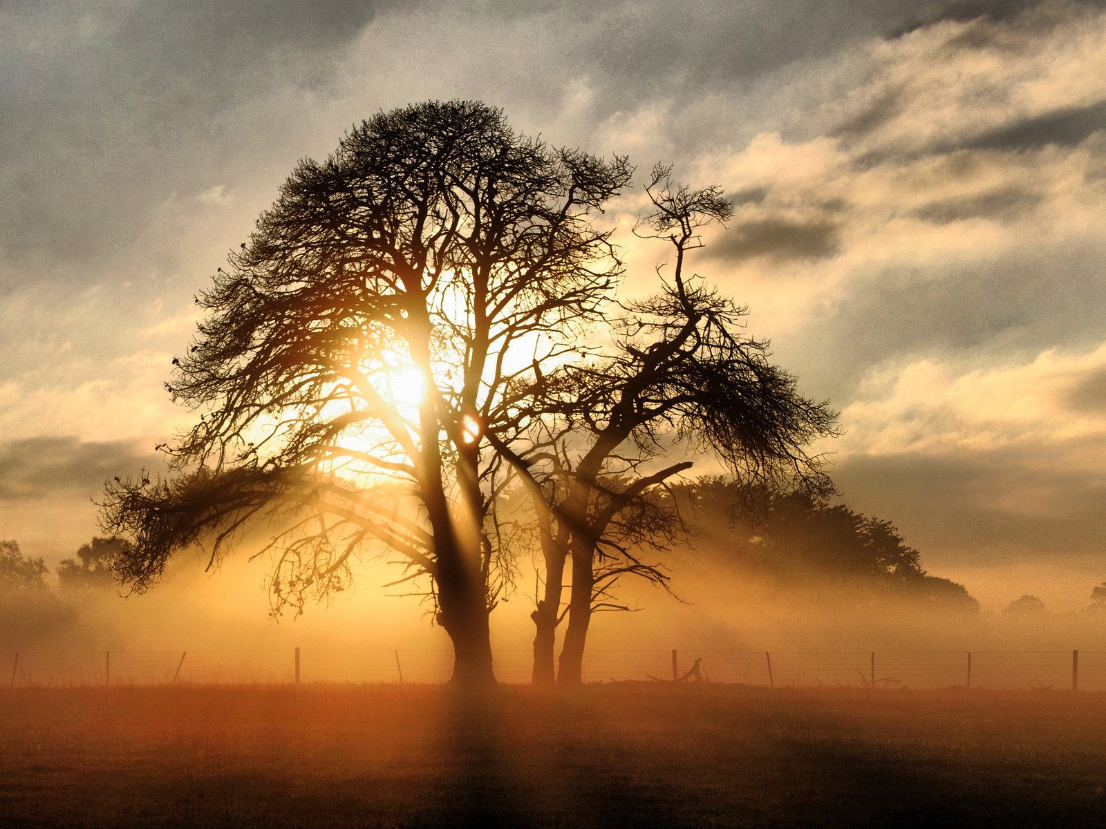 Сквозь ветви дерева
