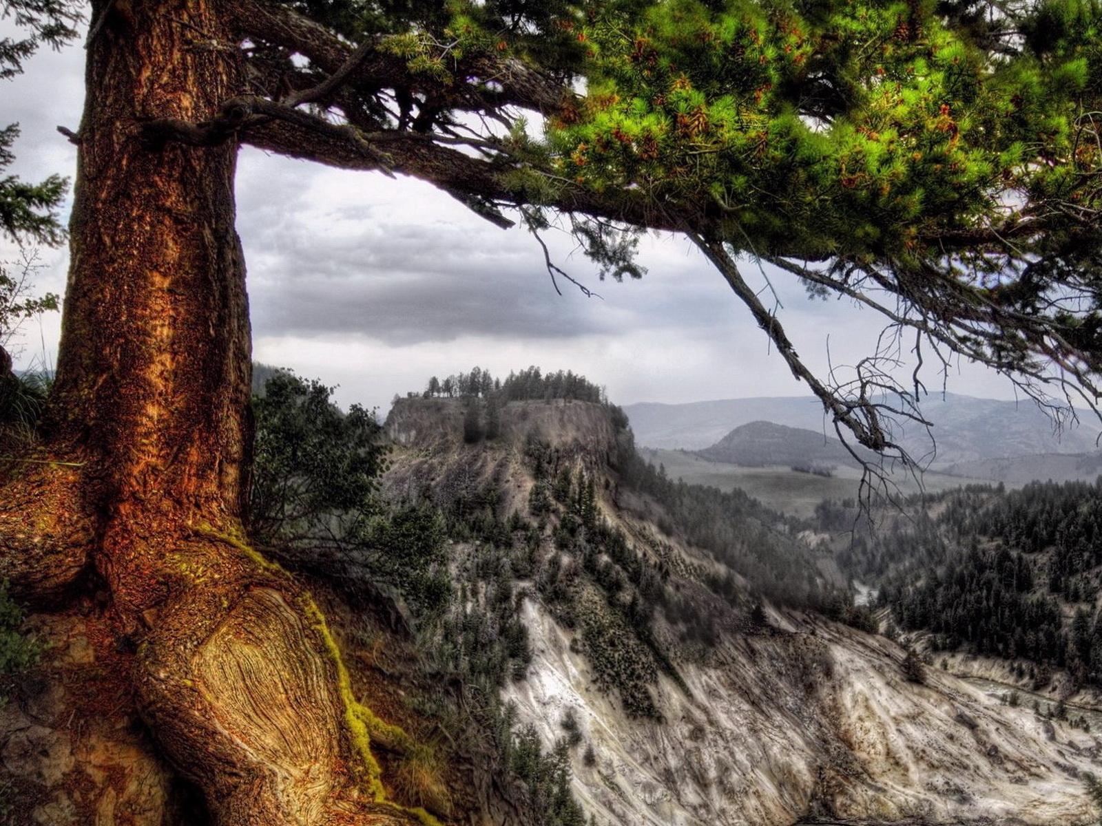 Деревья на склоне