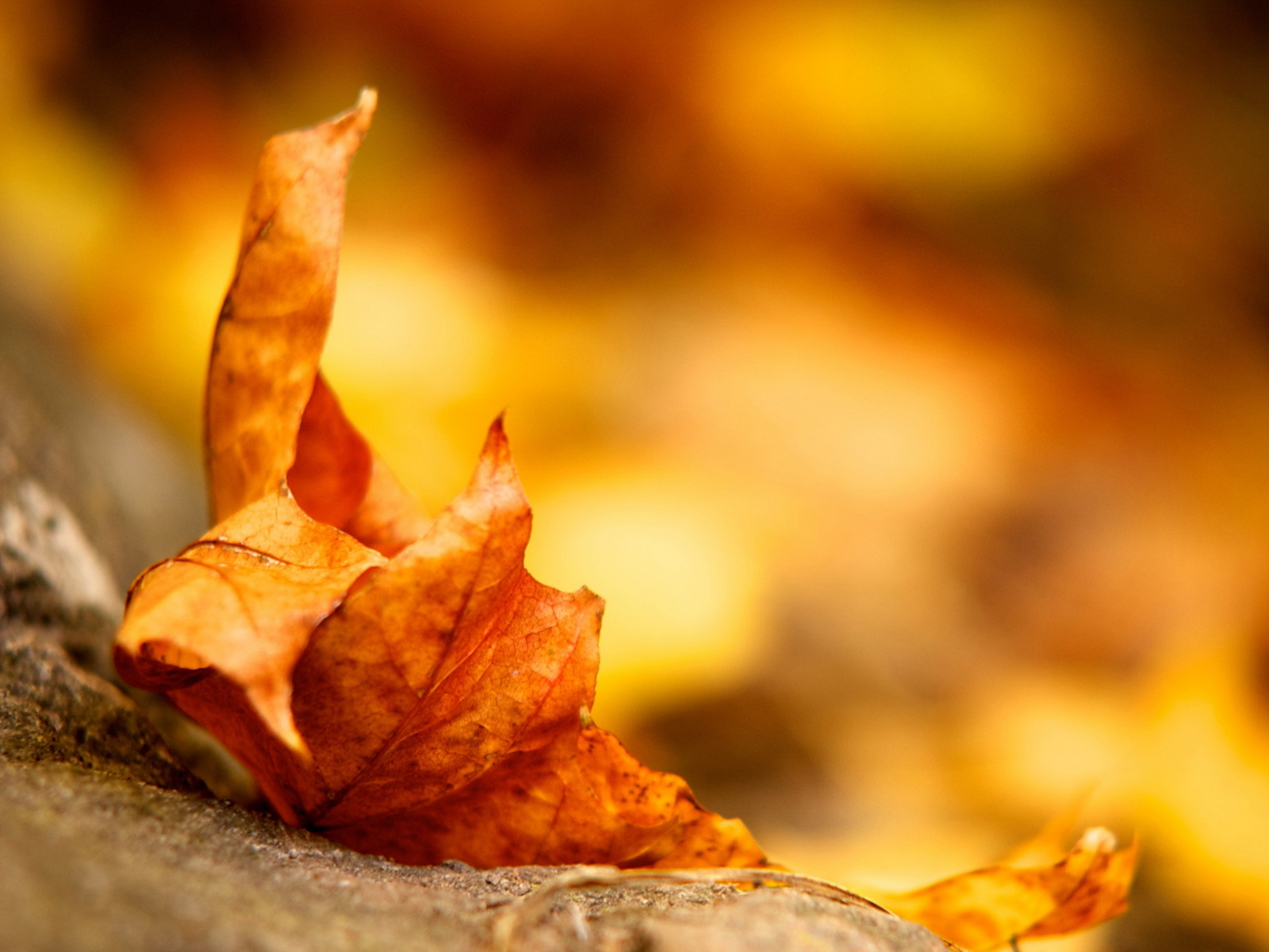 Высохший кленовый листок