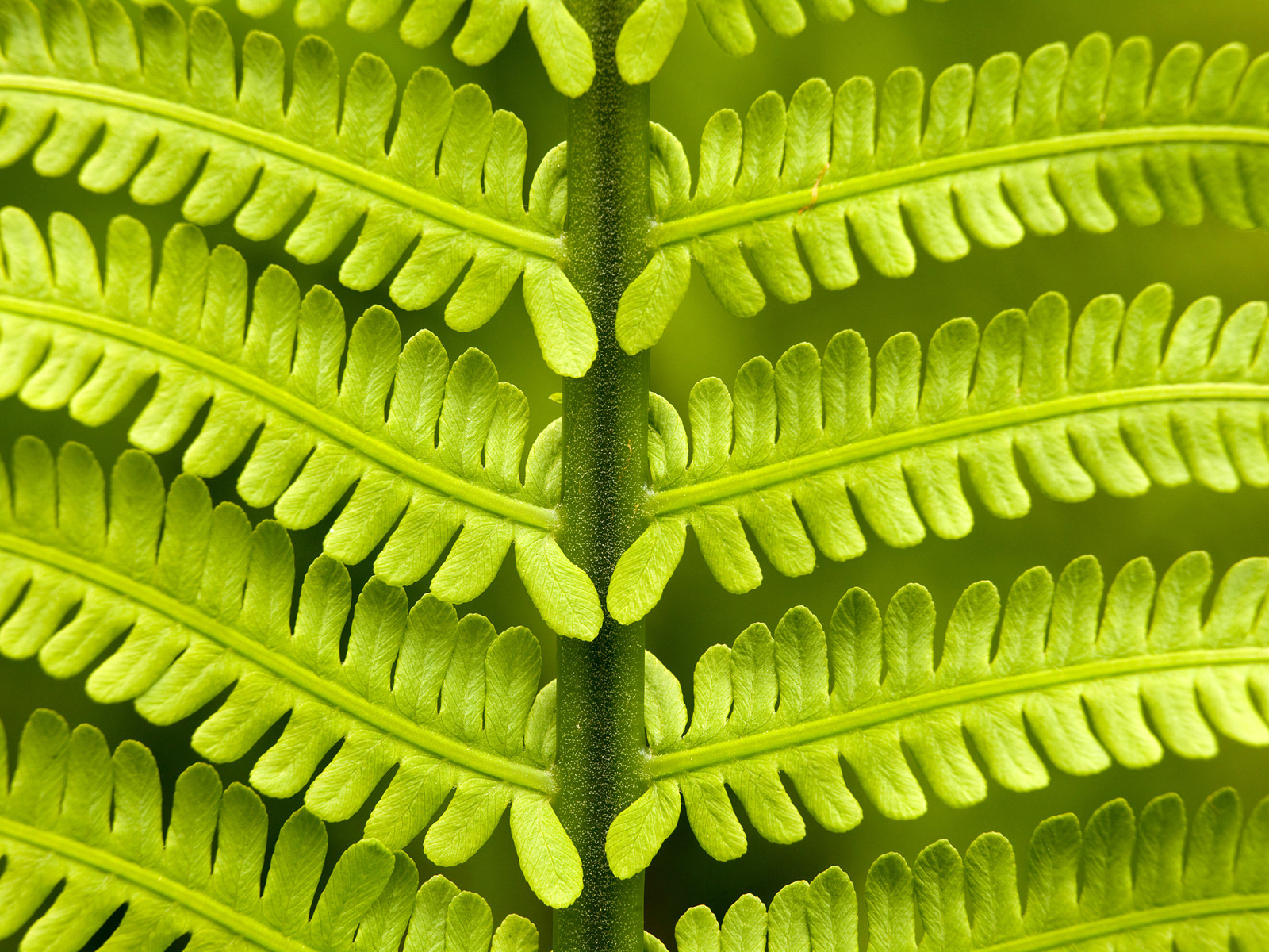 Папоротник