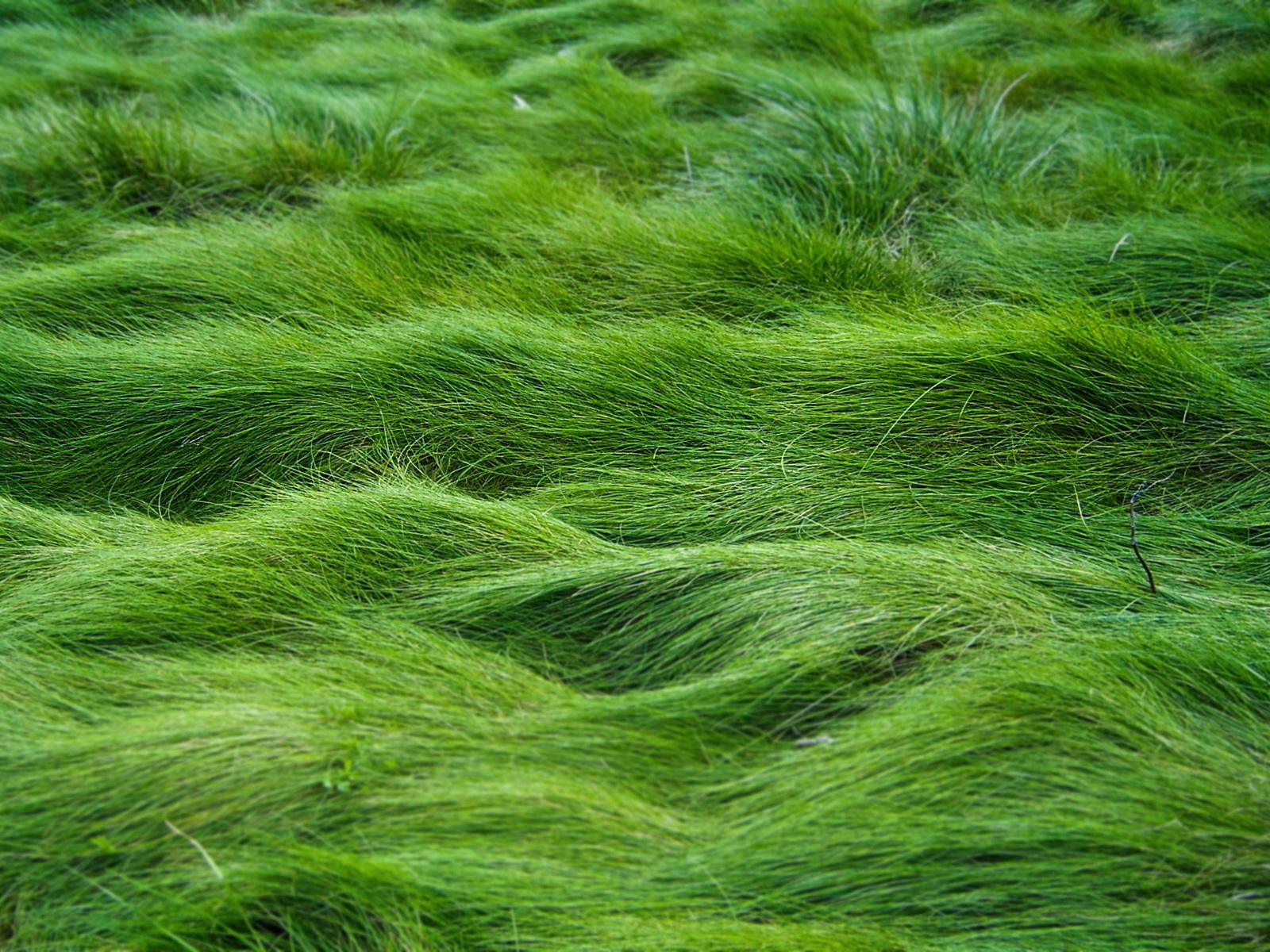 Заросший газон