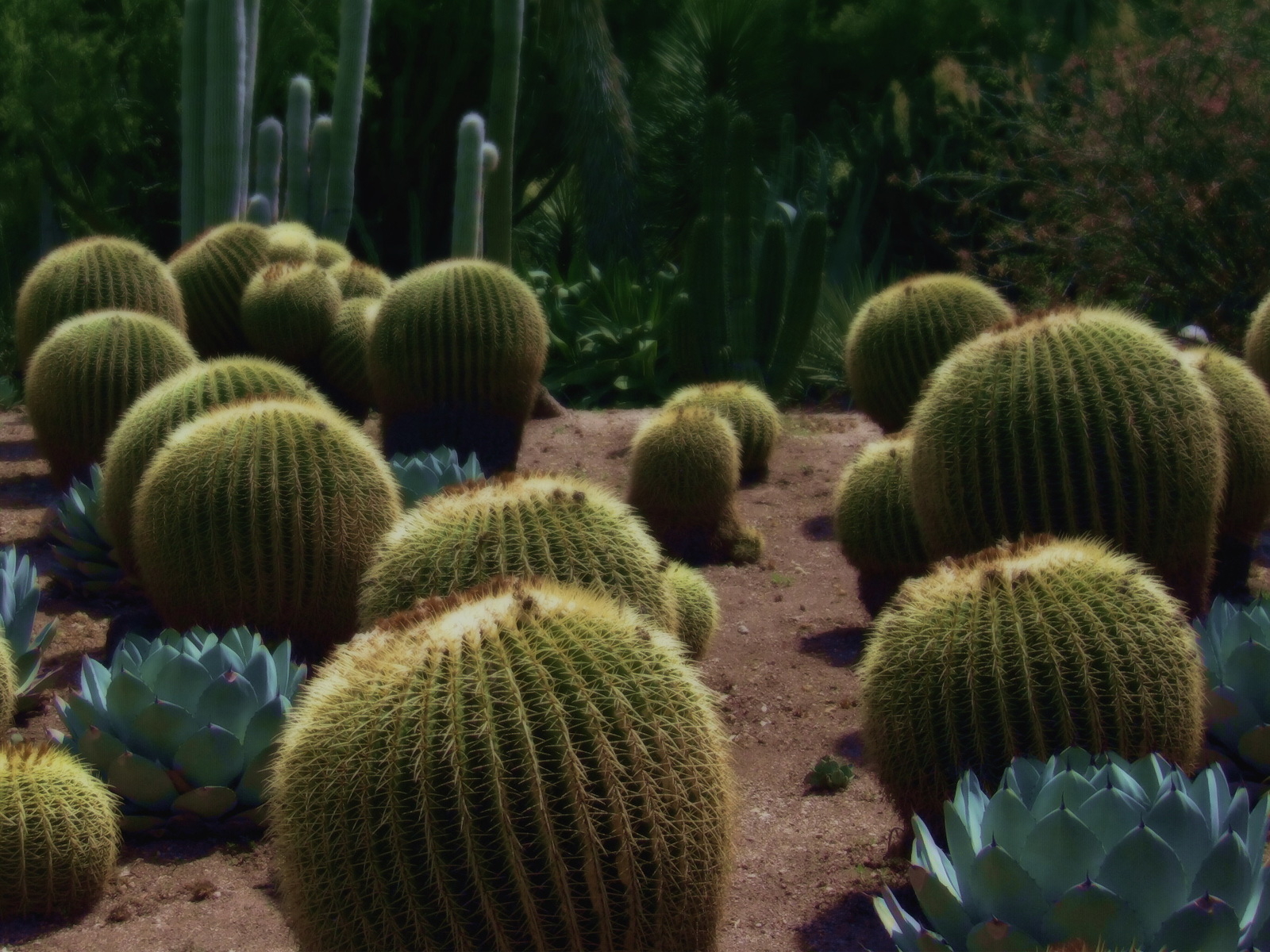 Колючие кактусы